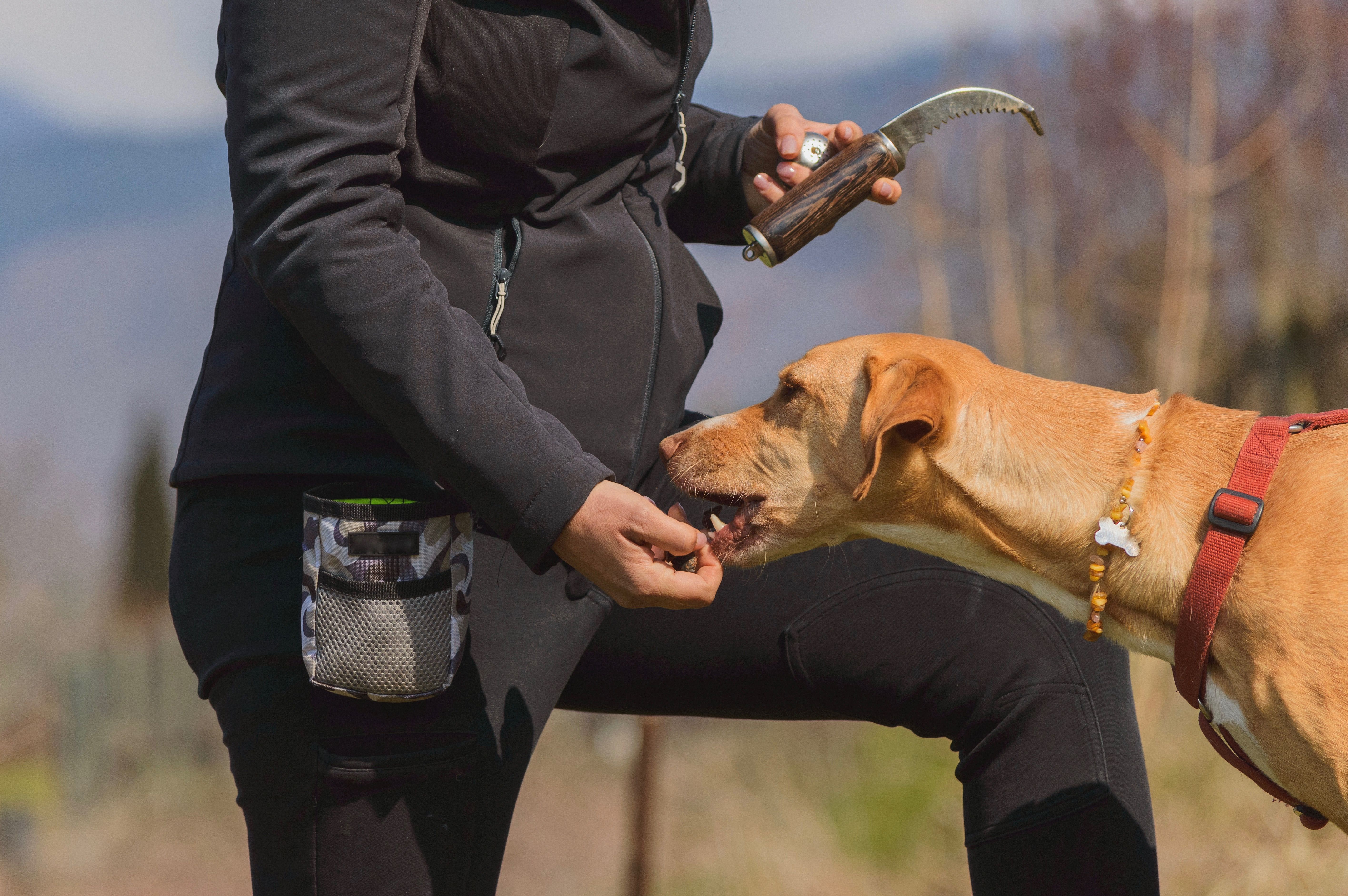 Purebred dog training truffle hunt tool with owner, dog trainer equipment