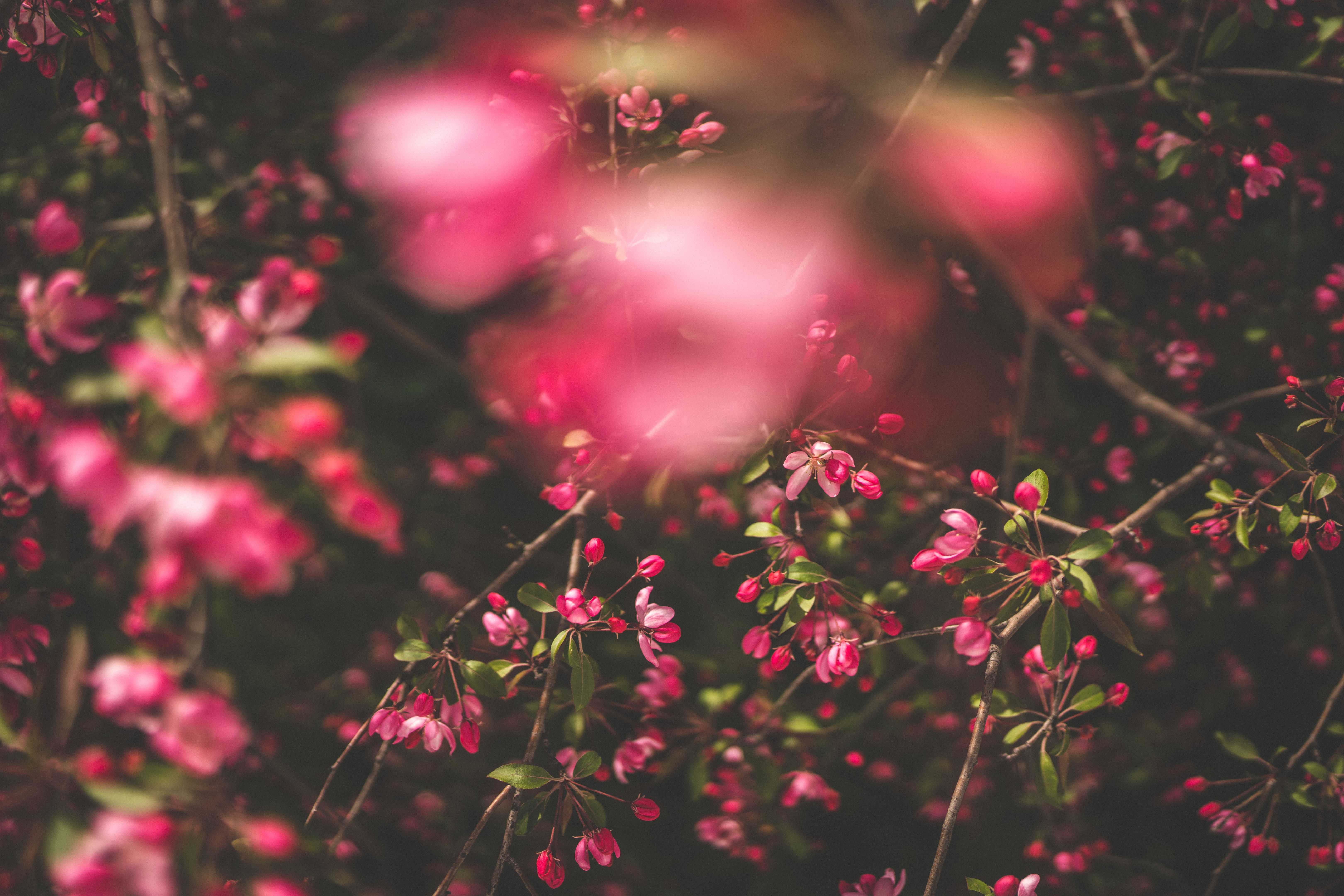 Wild cherry blossoms