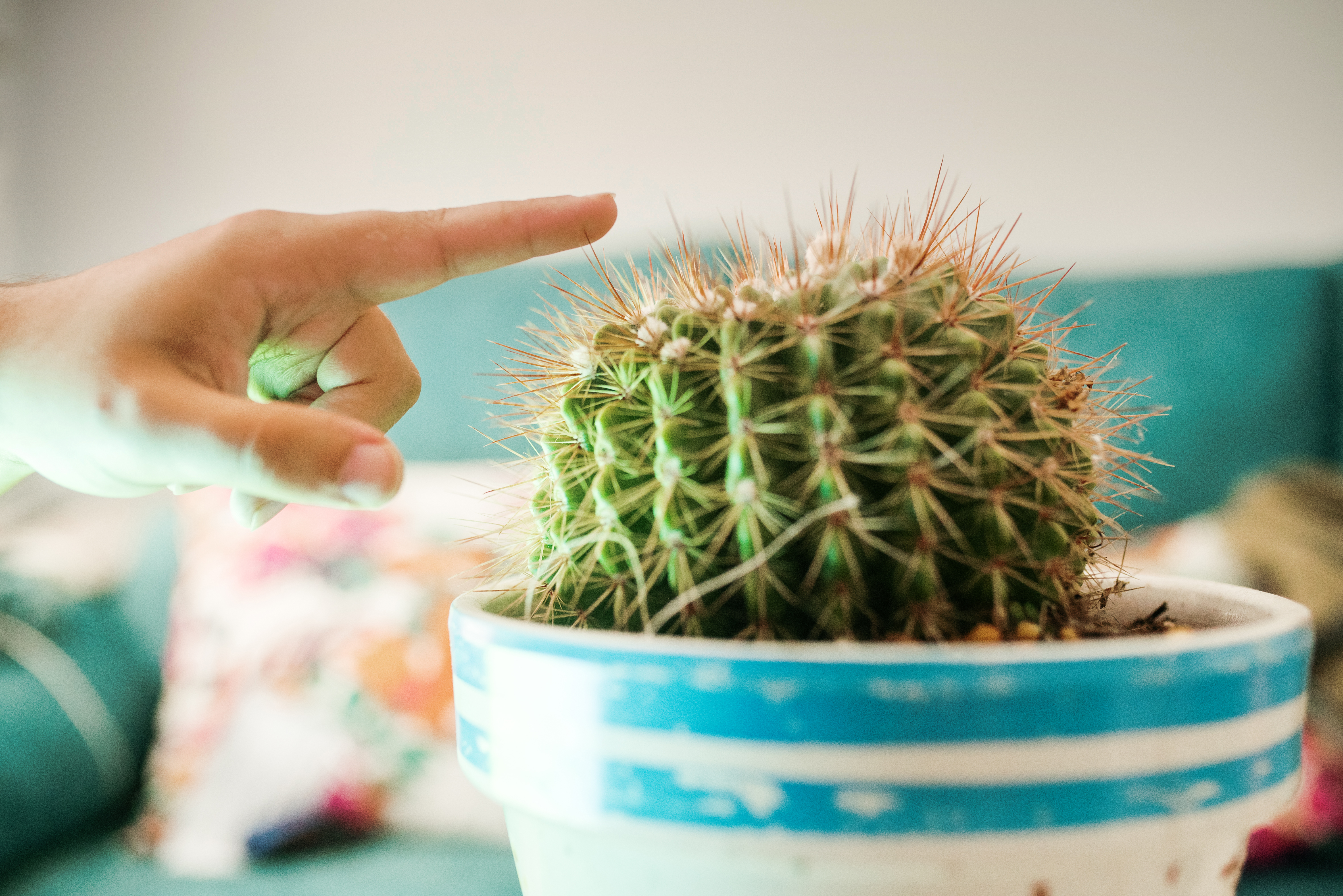 Hand touching a spiked cactus plant