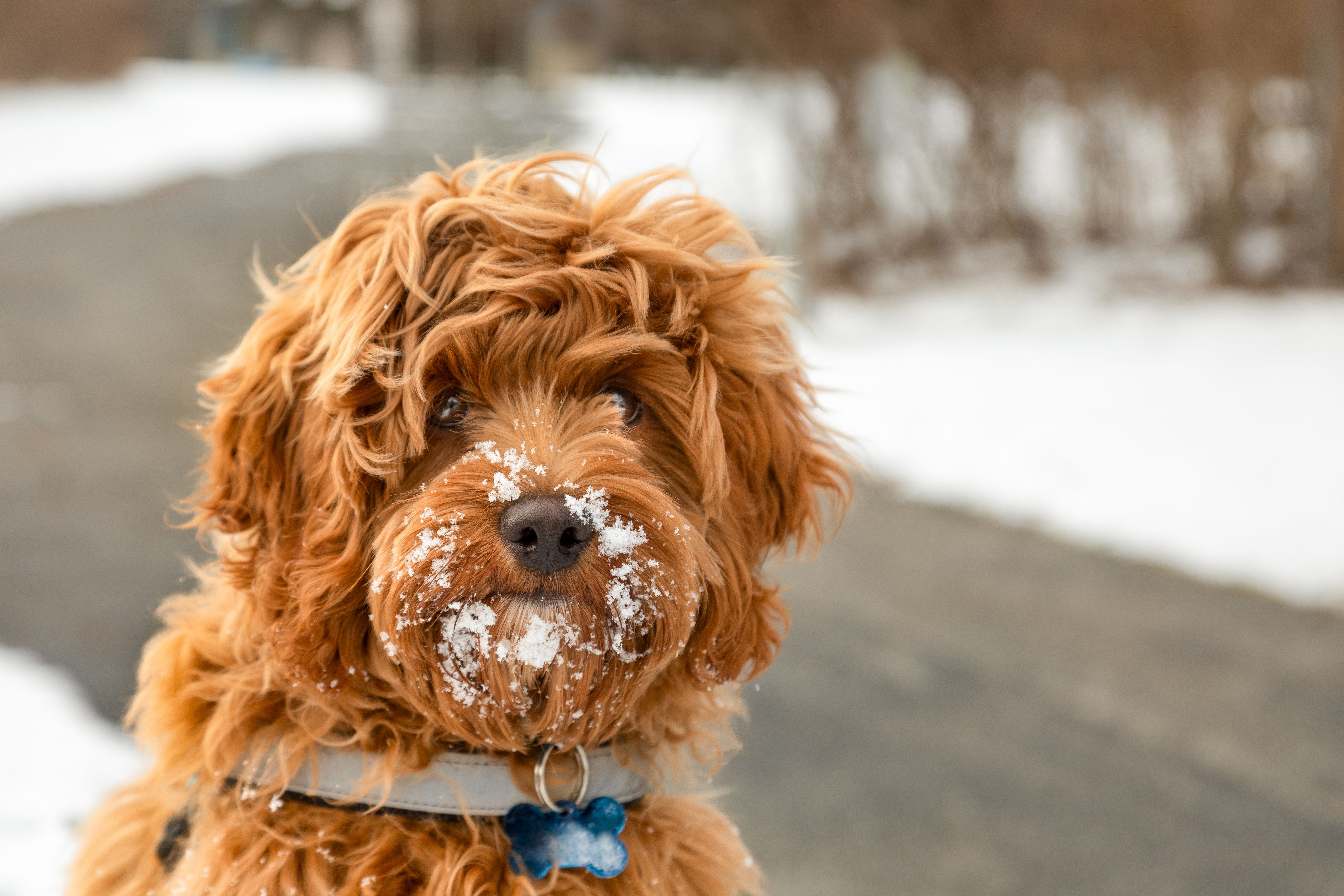 dog playing snow