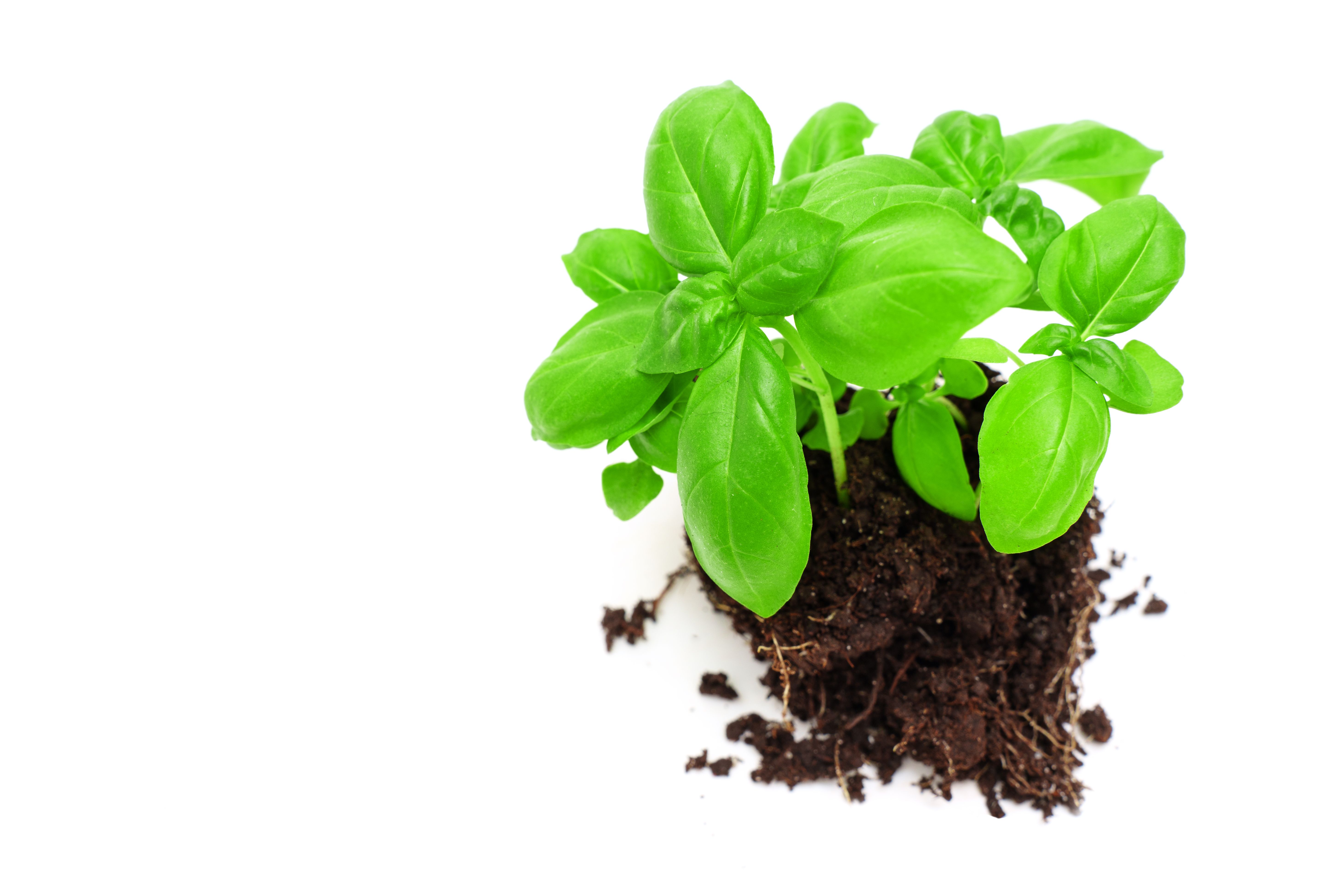 planting herbs