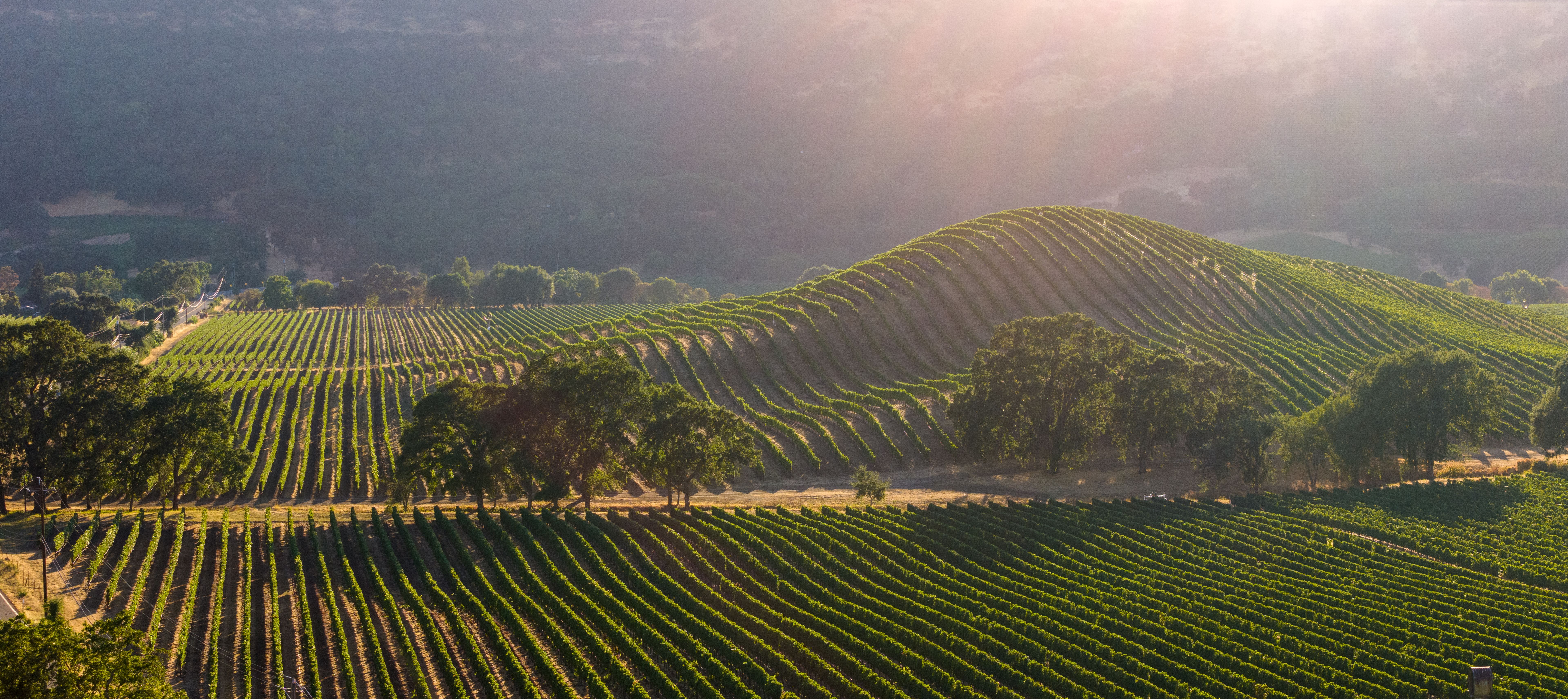 california vineyard climate