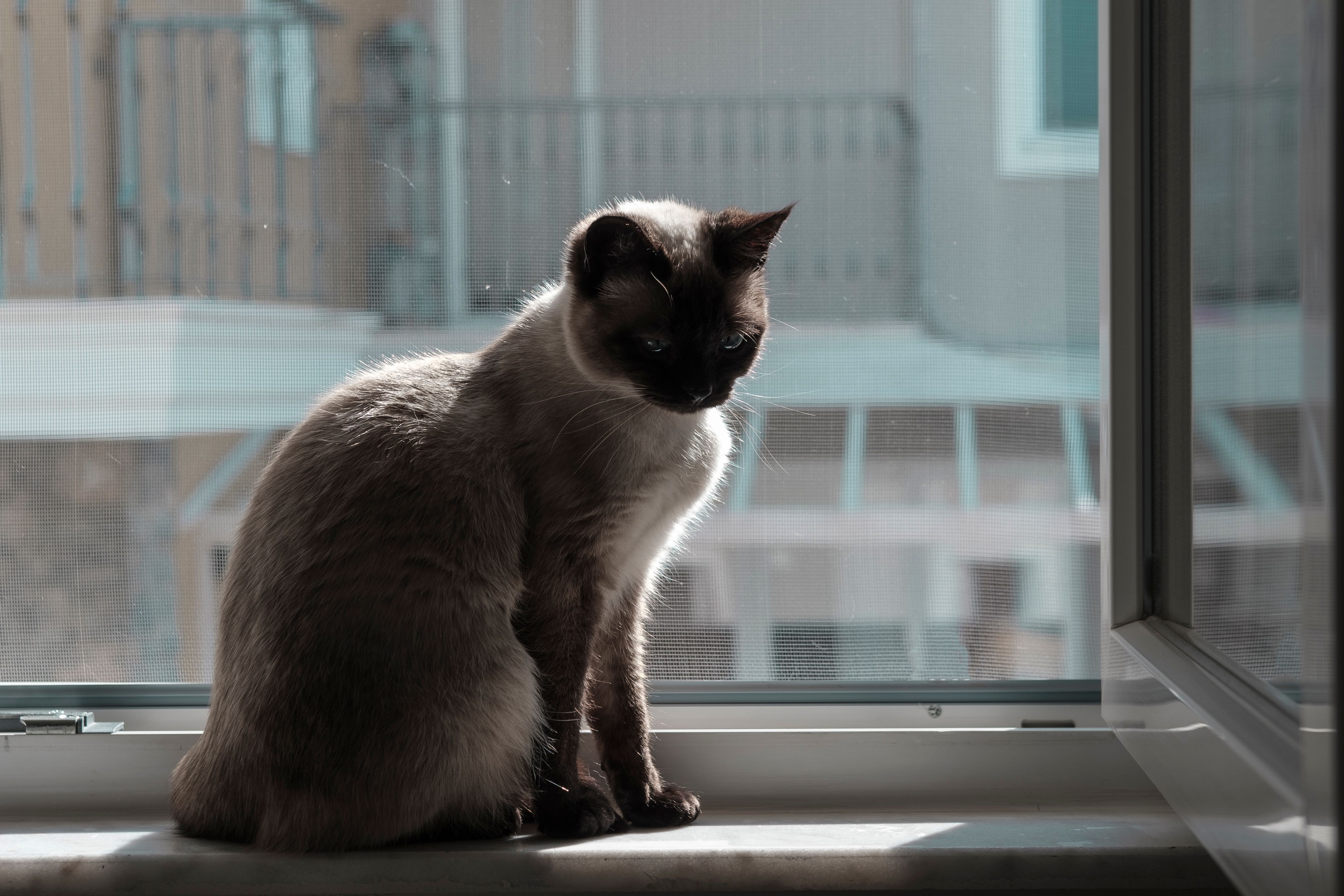 young siamese female cat sitting at open window with Scratch-Resistant protect mosquito net, sunny weather, fresh air young siamese female cat sitting at open window with Scratch-Resistant protect mosquito net, sunny weather, fresh air