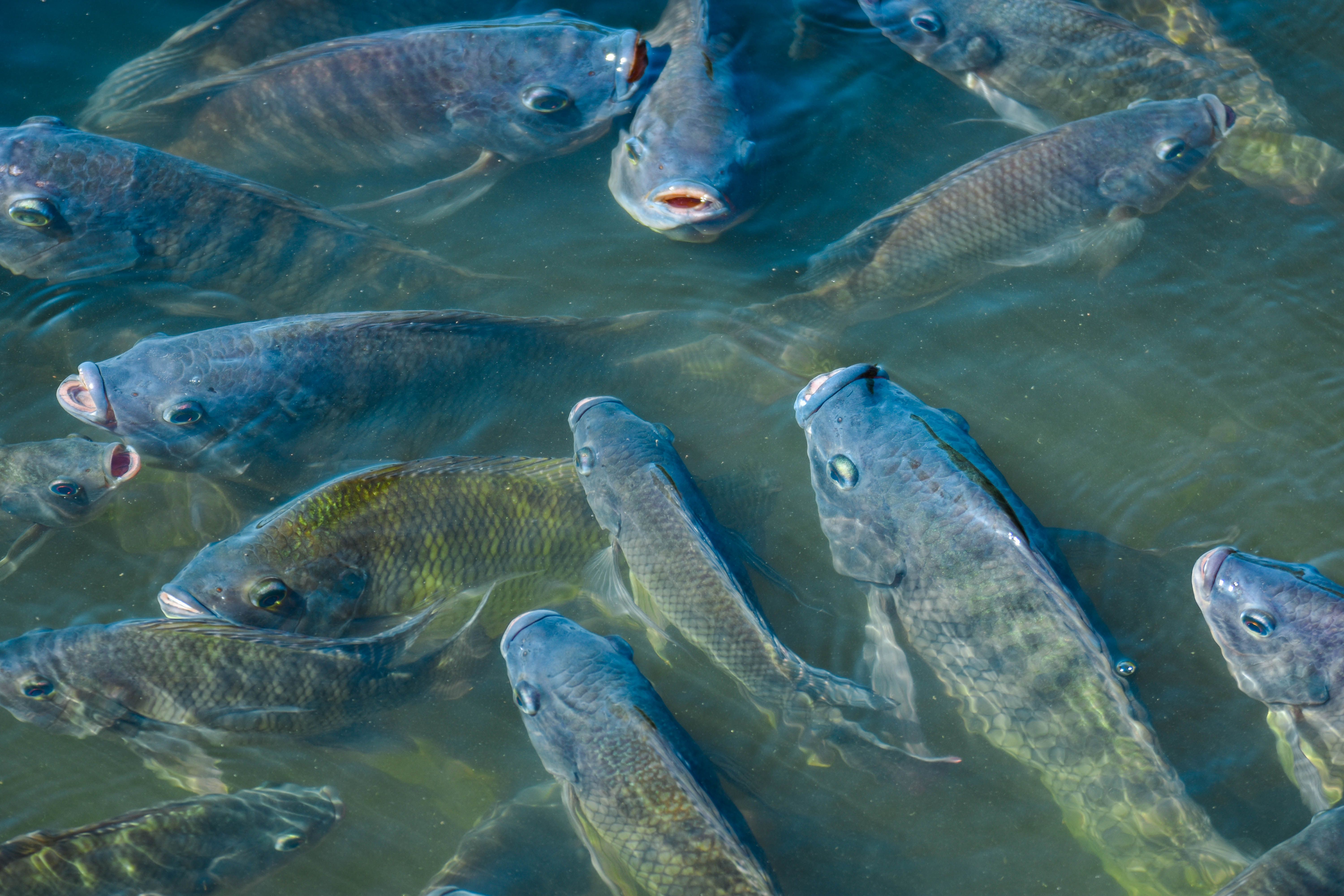 Tilapia, freshwater fish, economic fish that can be cultivated in both earthen ponds and cages