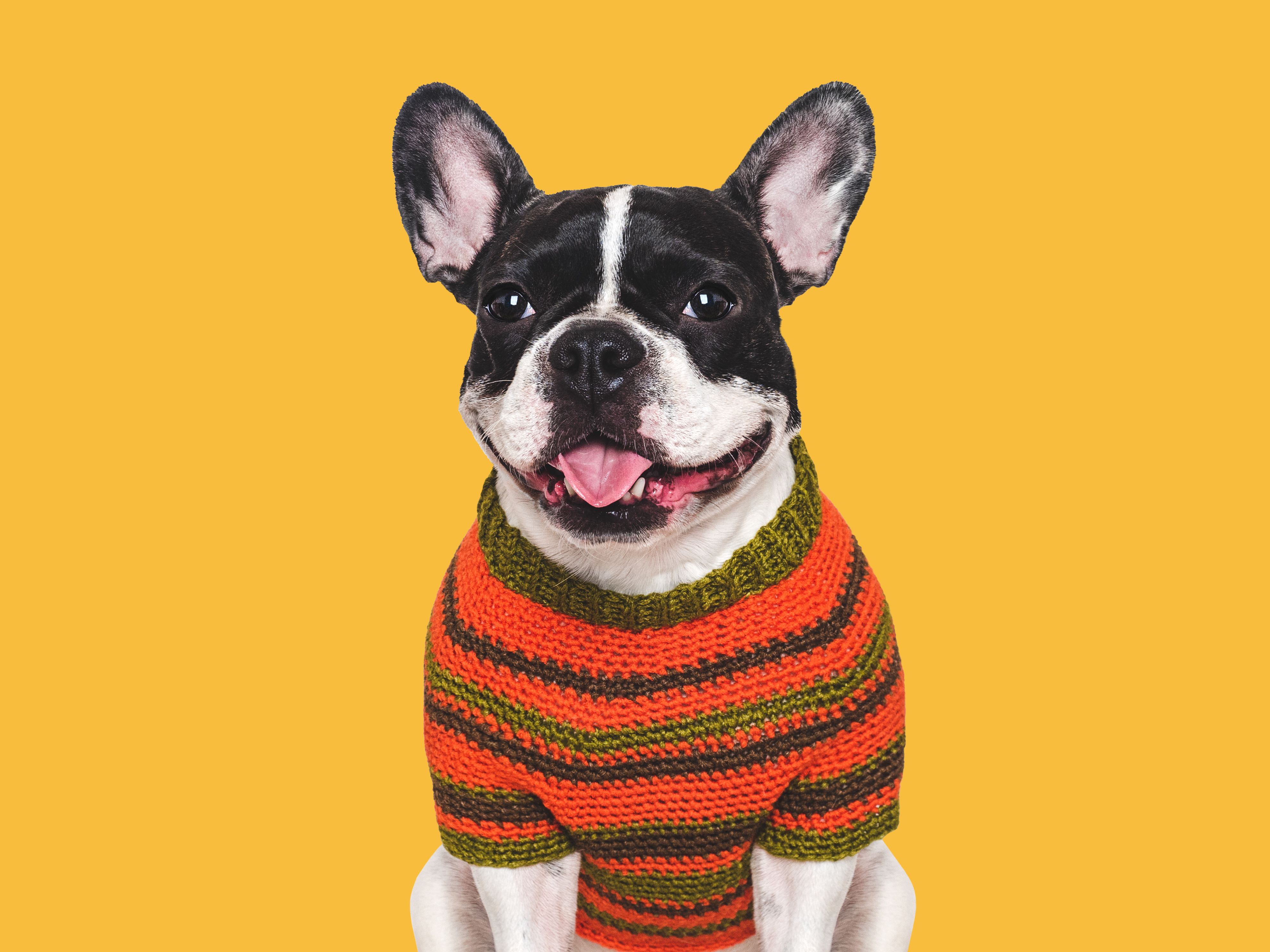 dog in sweater