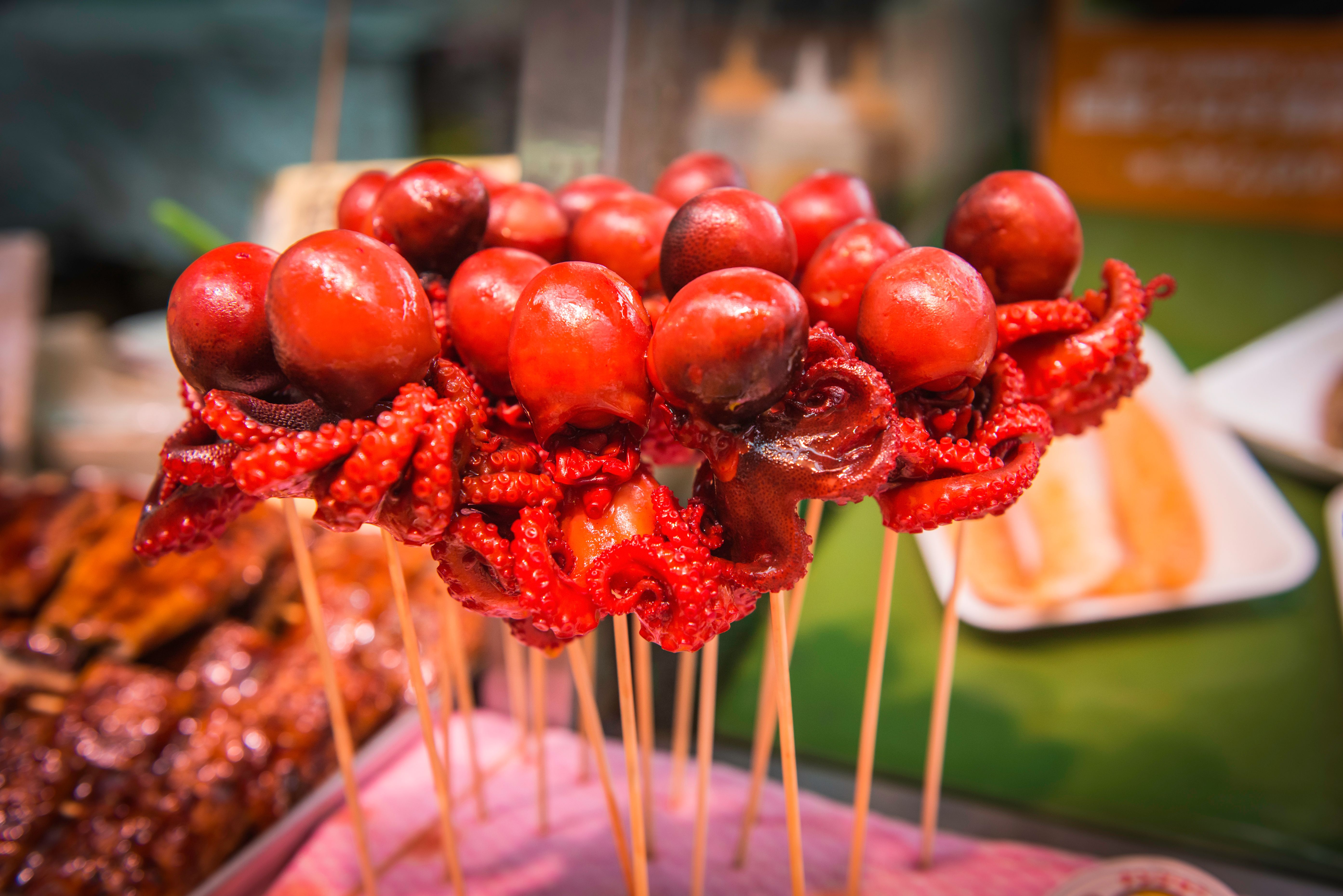 live octopus