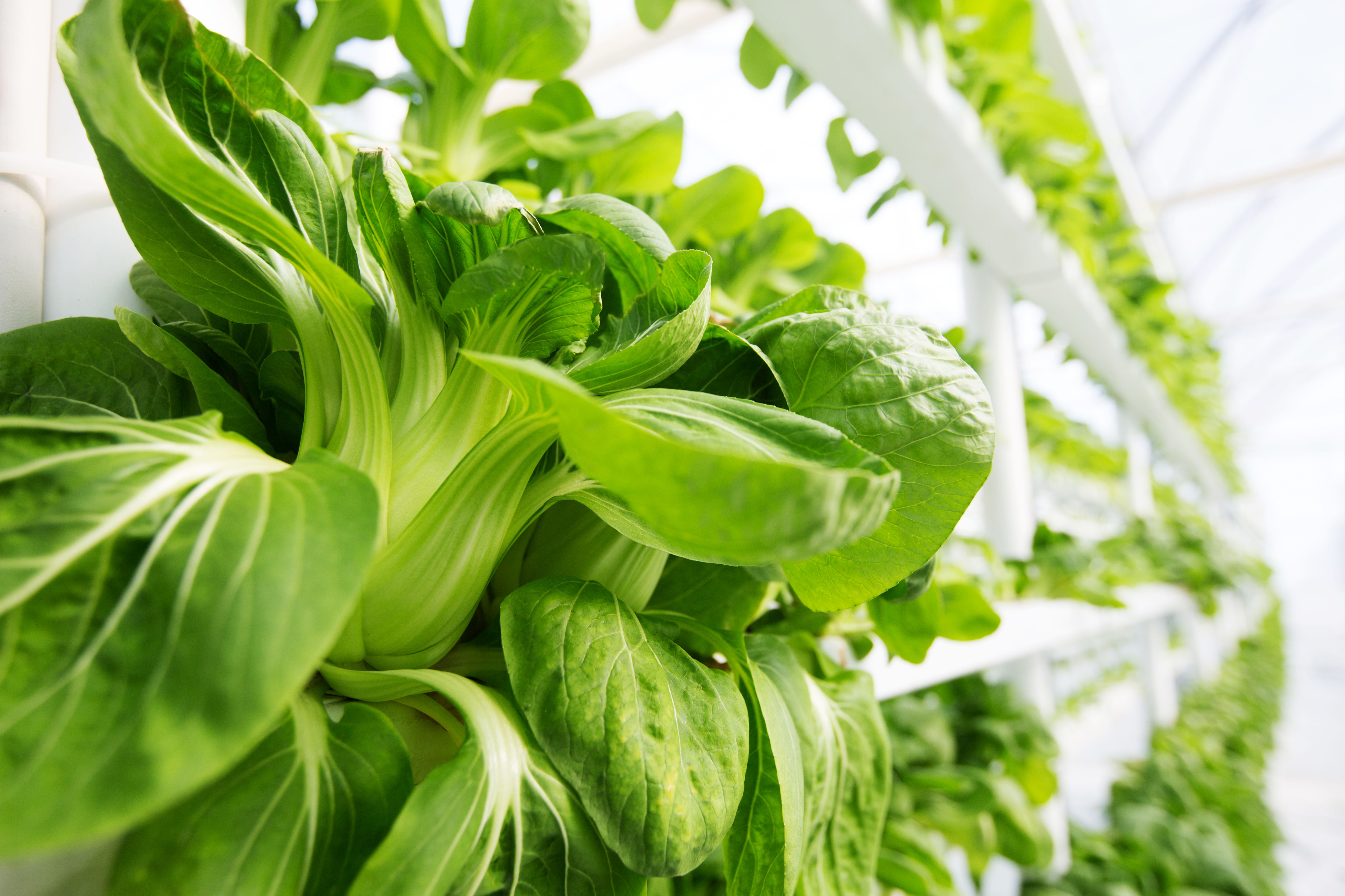 vertical farming