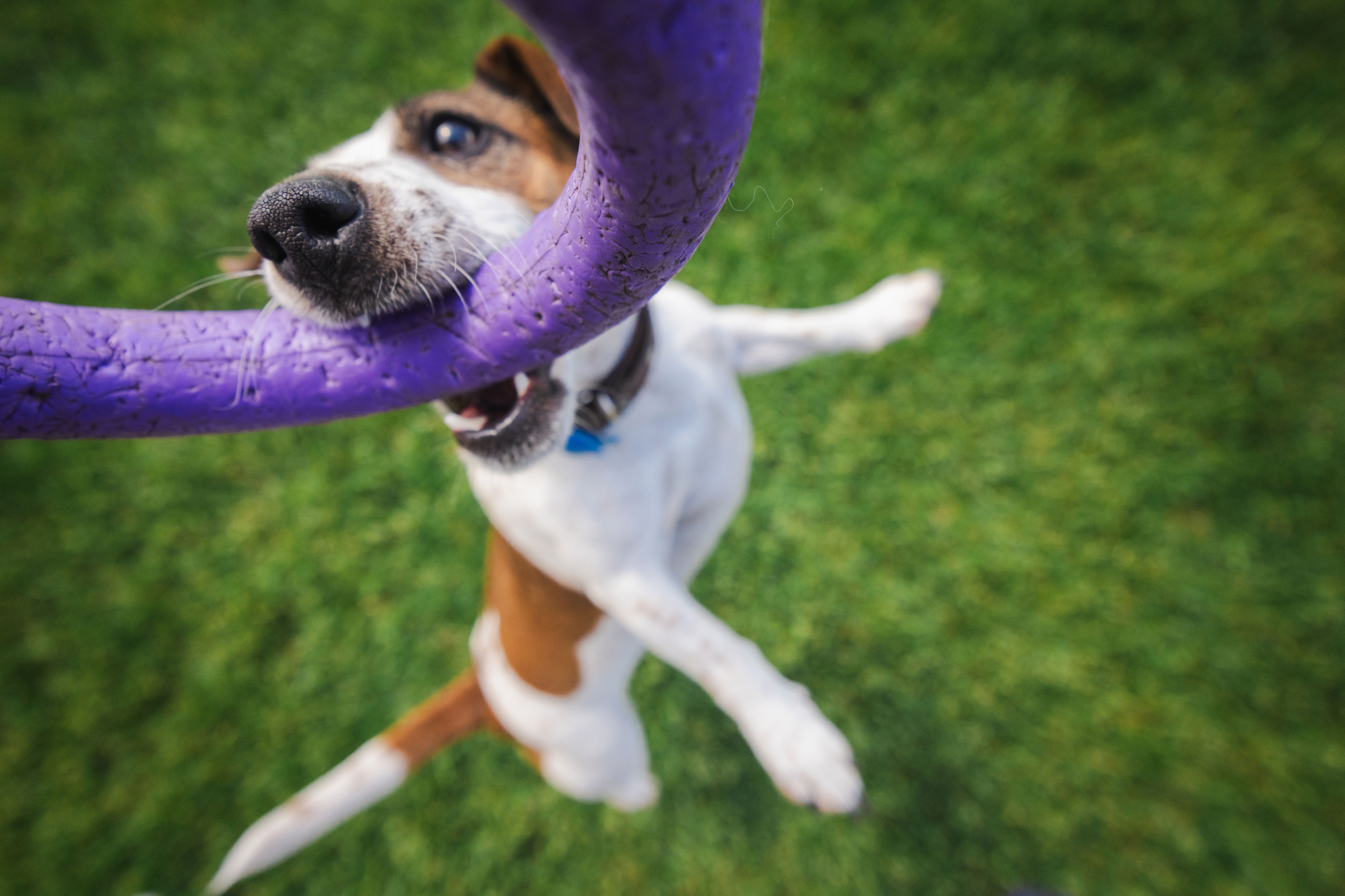 Jack Russell Terrier jumps up with determination, biting a purple ring toy during an energetic outdoor play session on green grass.