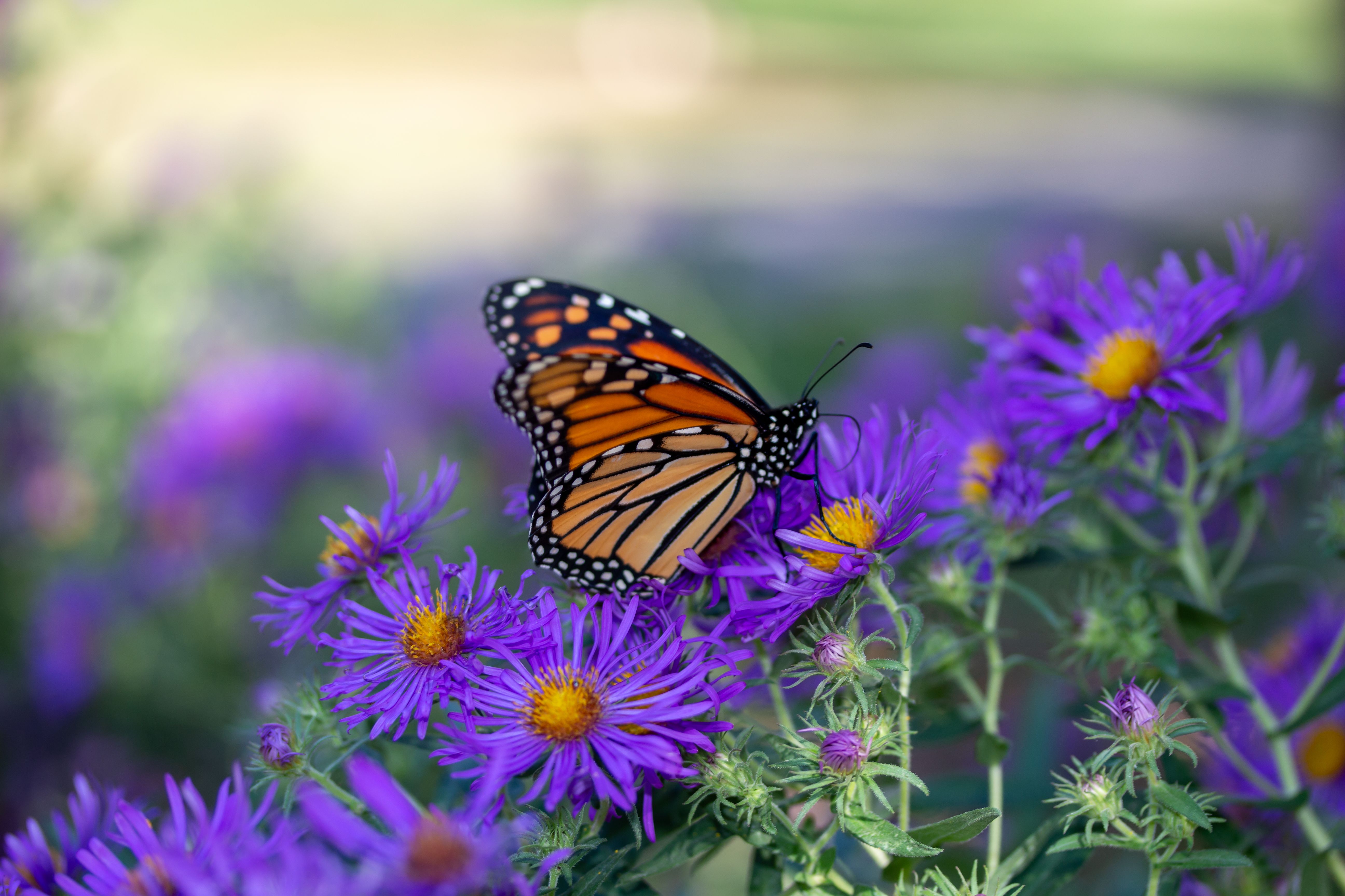 butterfly garden