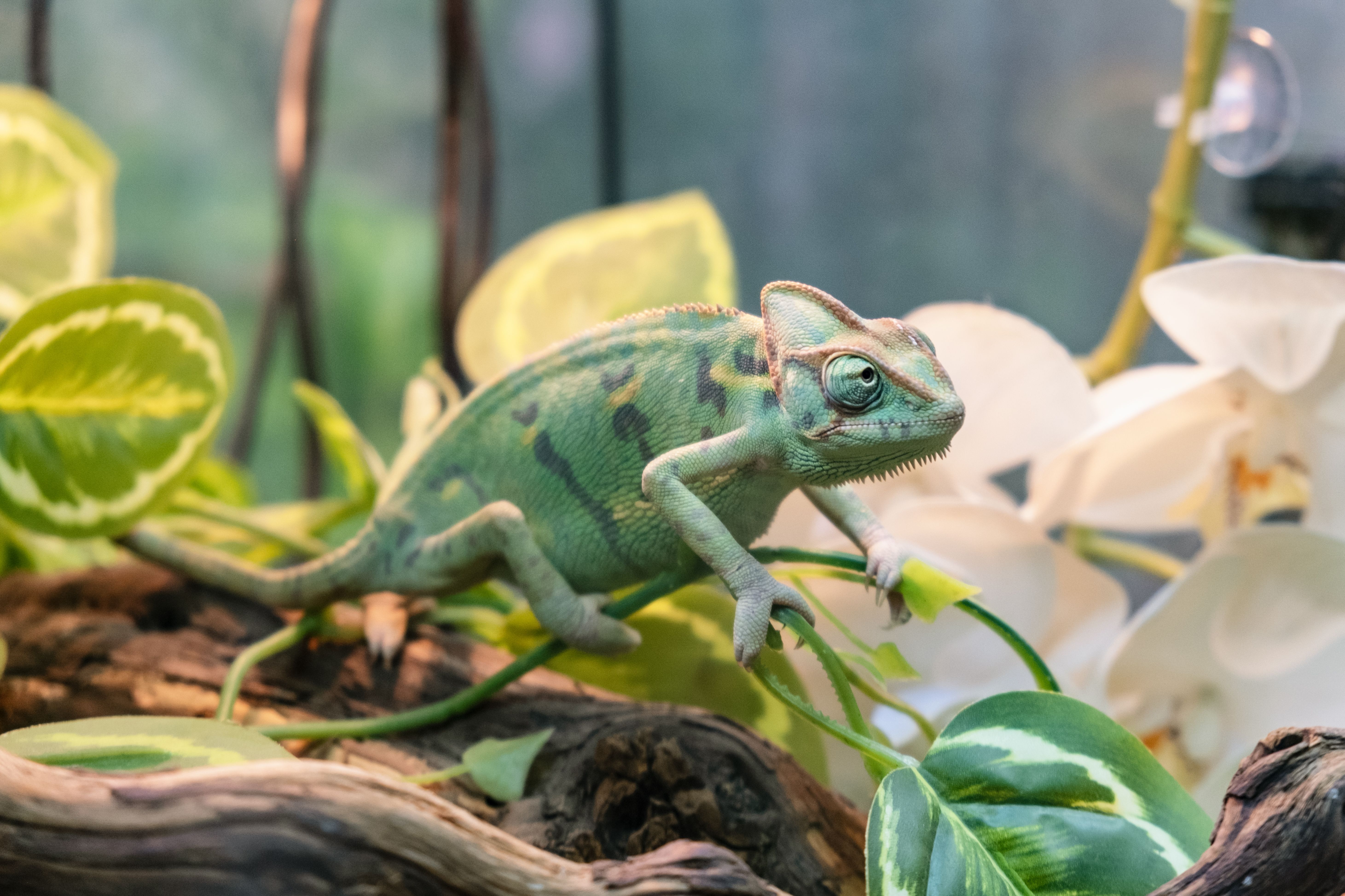 reptile habitat