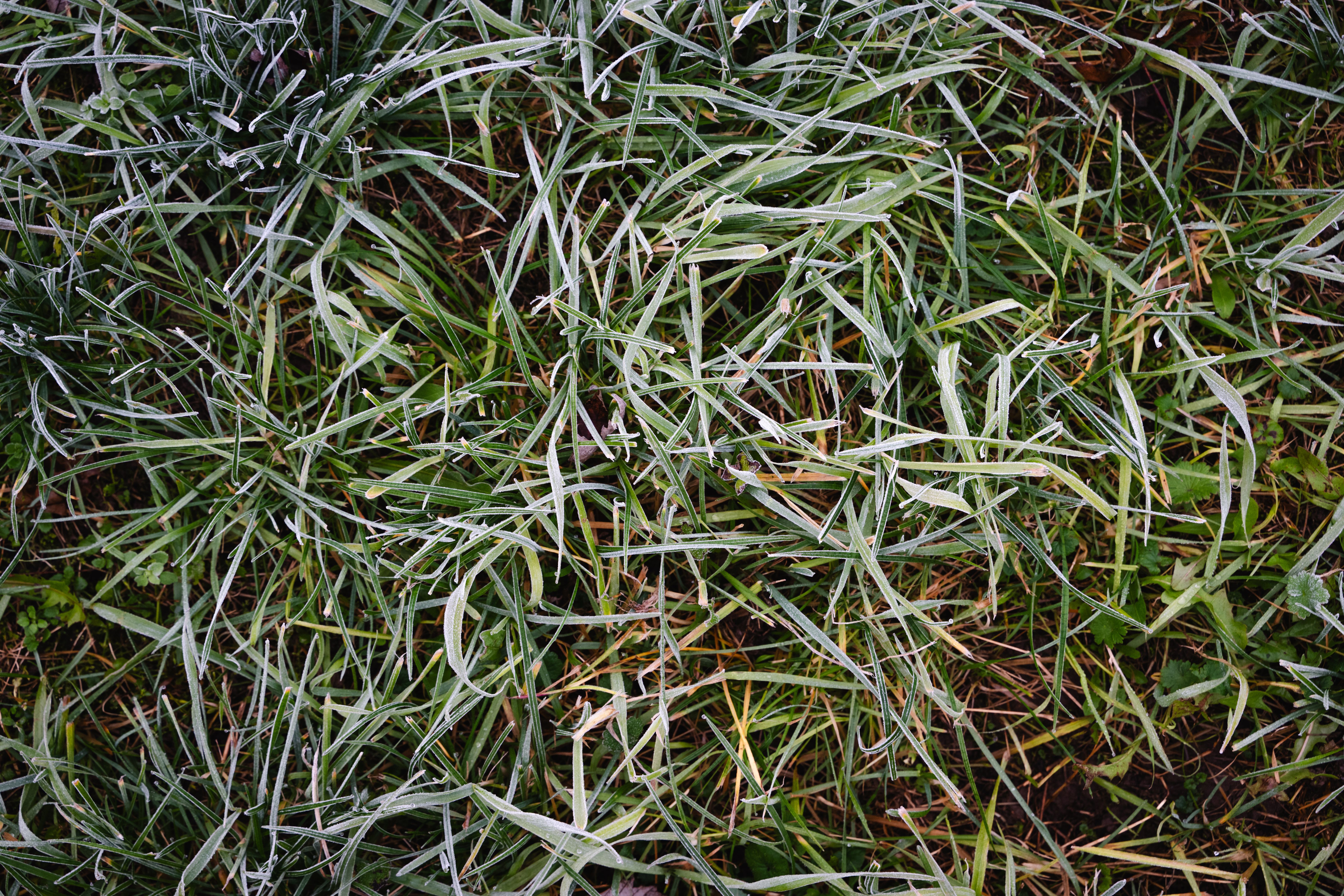 cool season grass