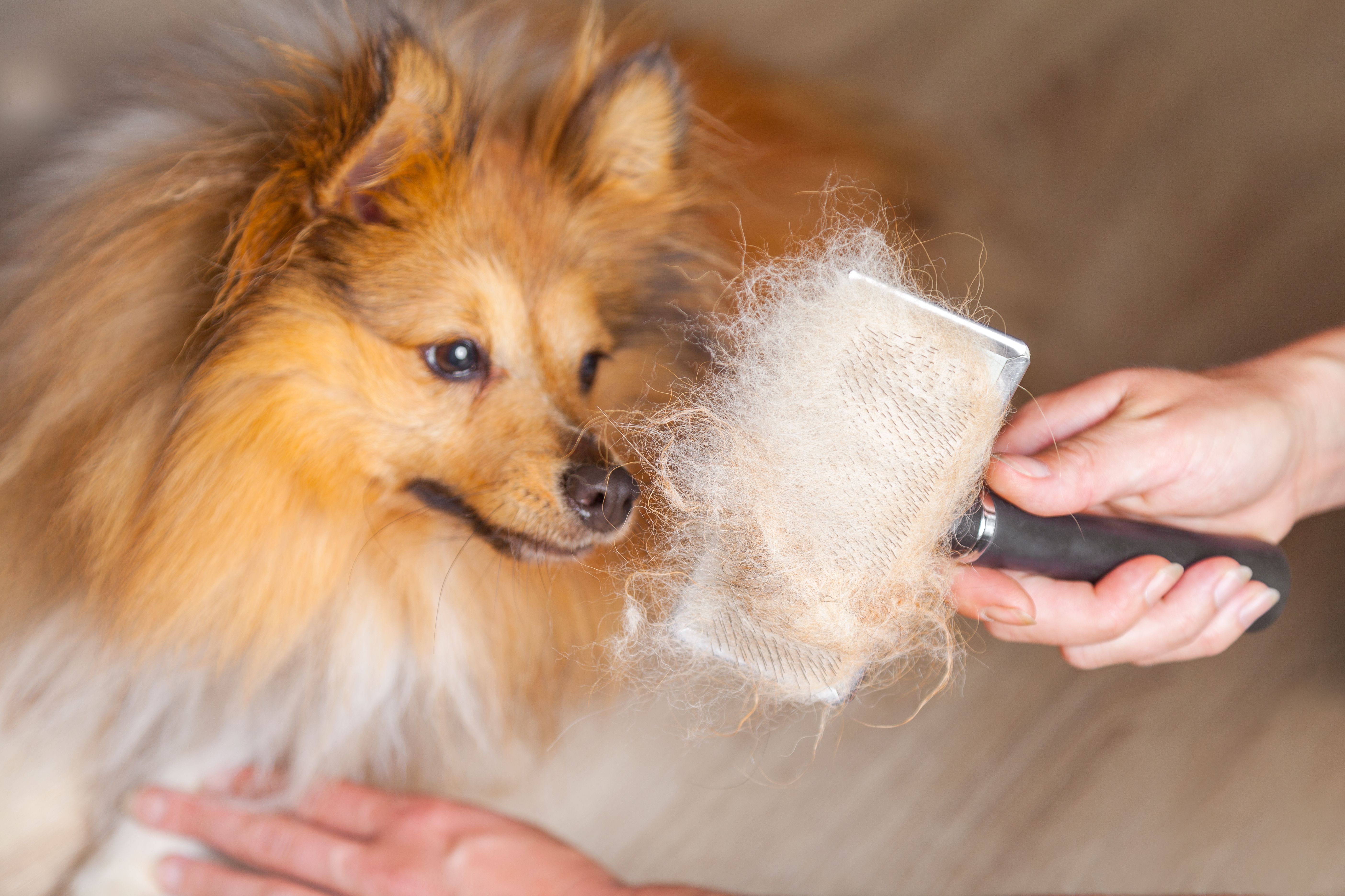 dog shedding