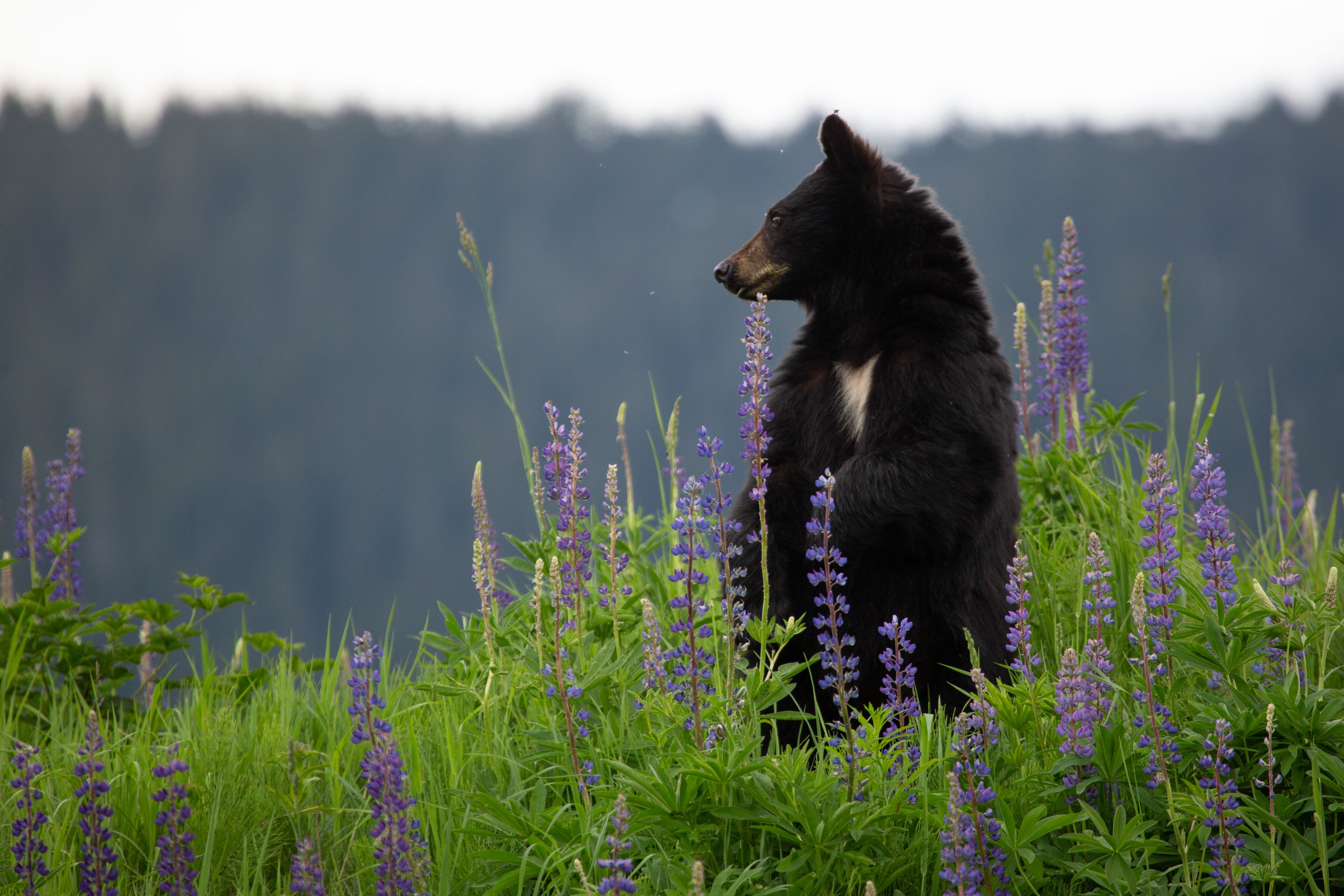 wildlife conservation