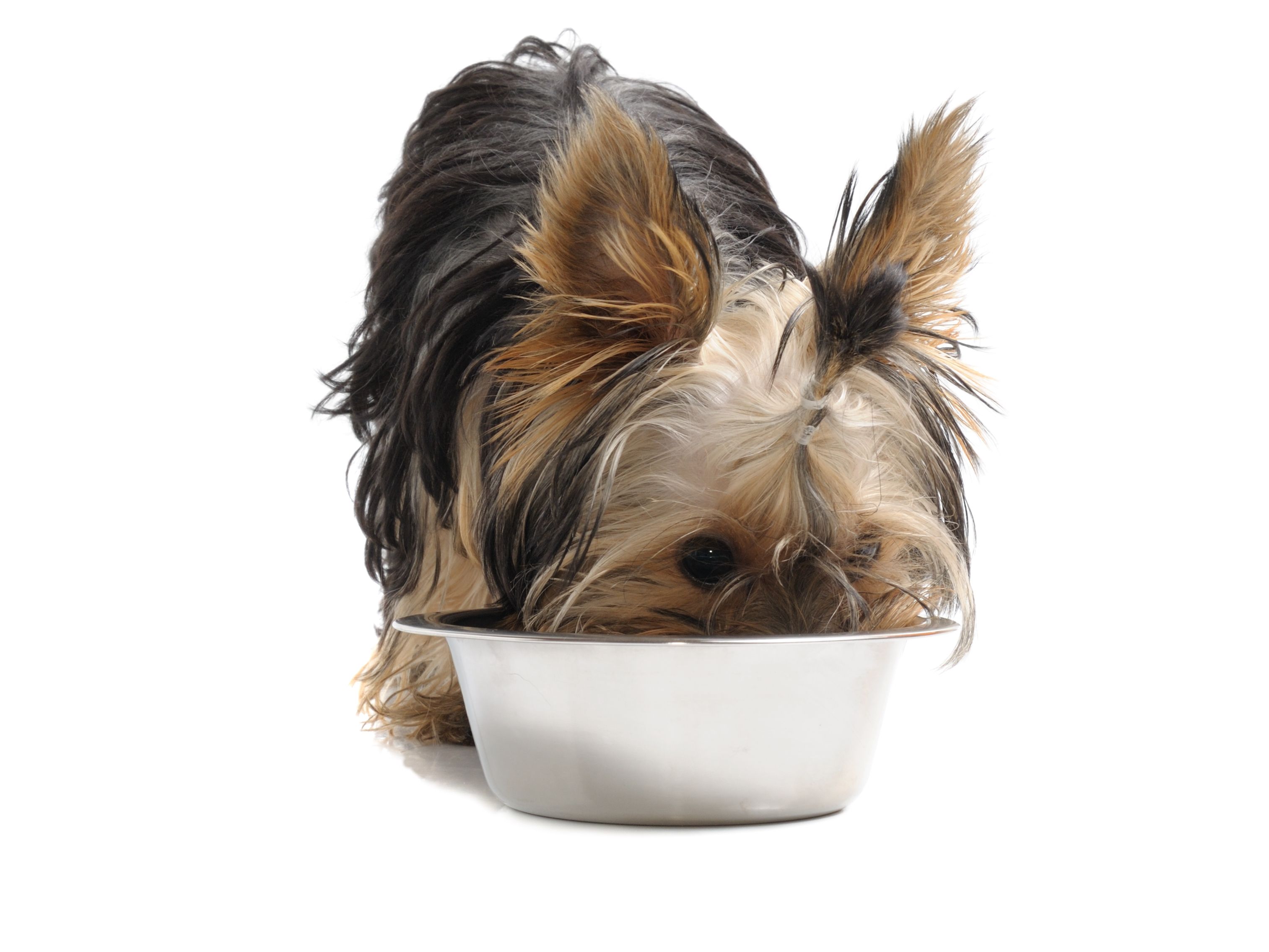 yorkshire terrier eating