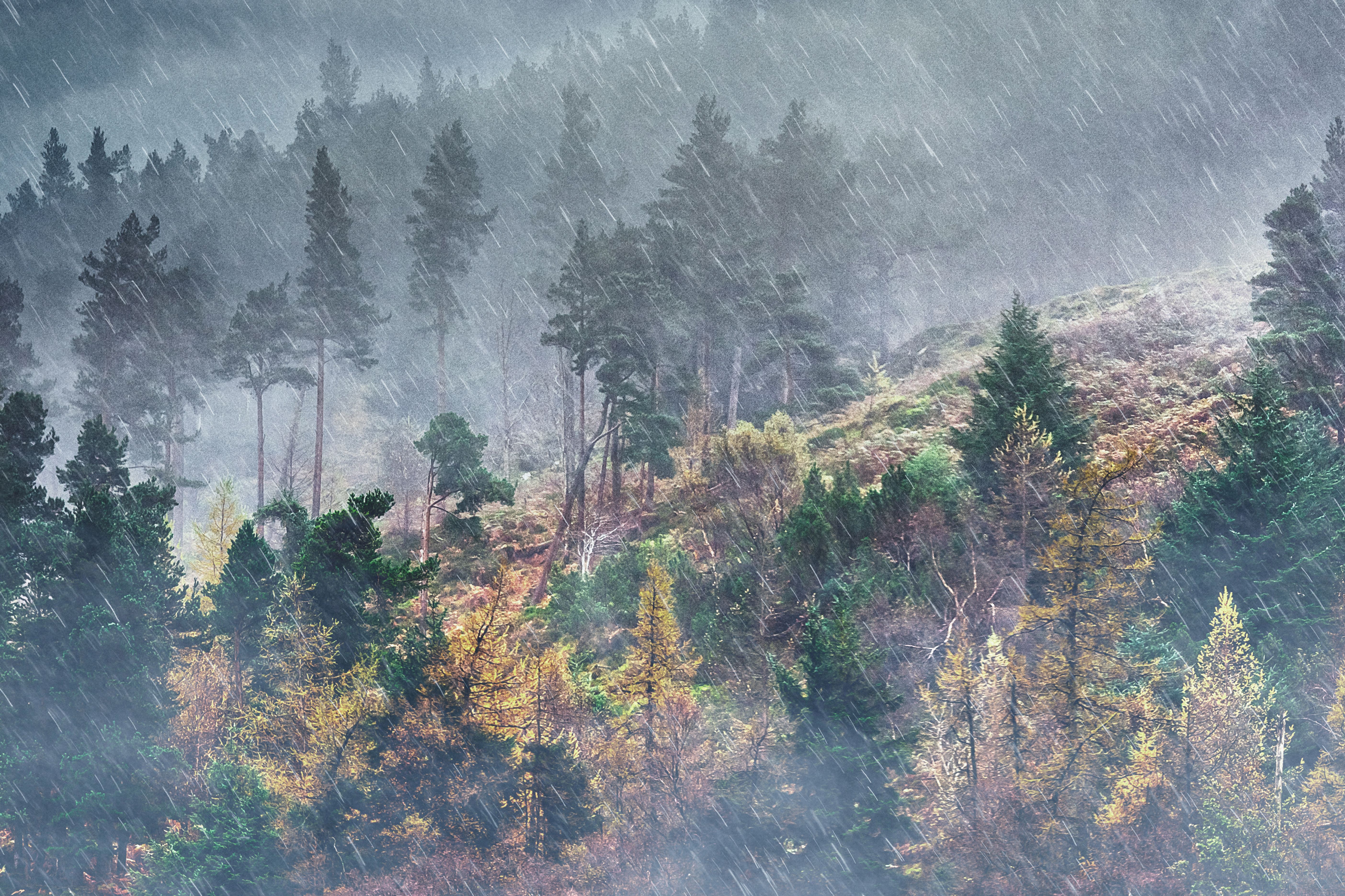 Rain in the mountain pine forest