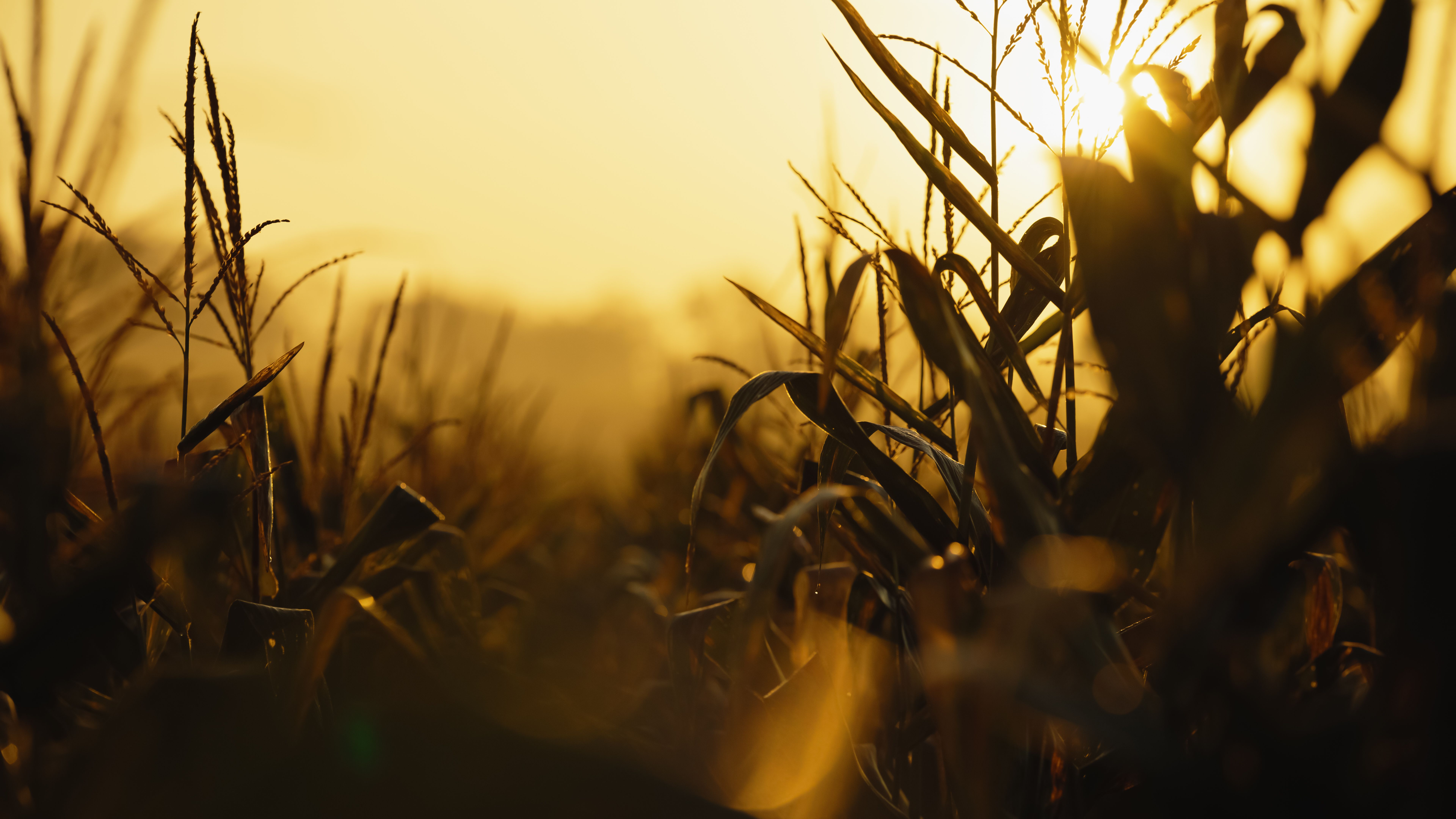 corn field