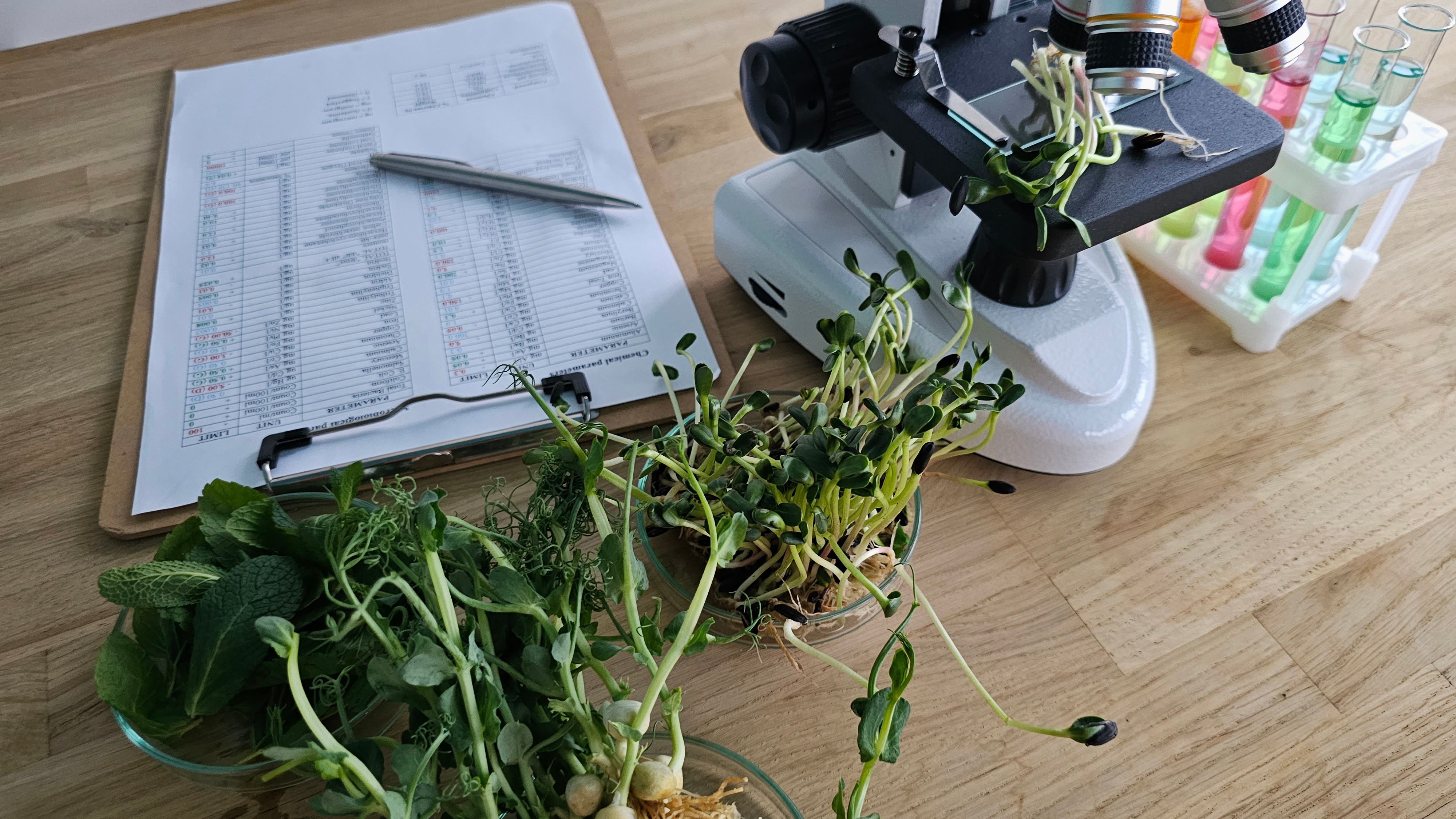 green classroom plants