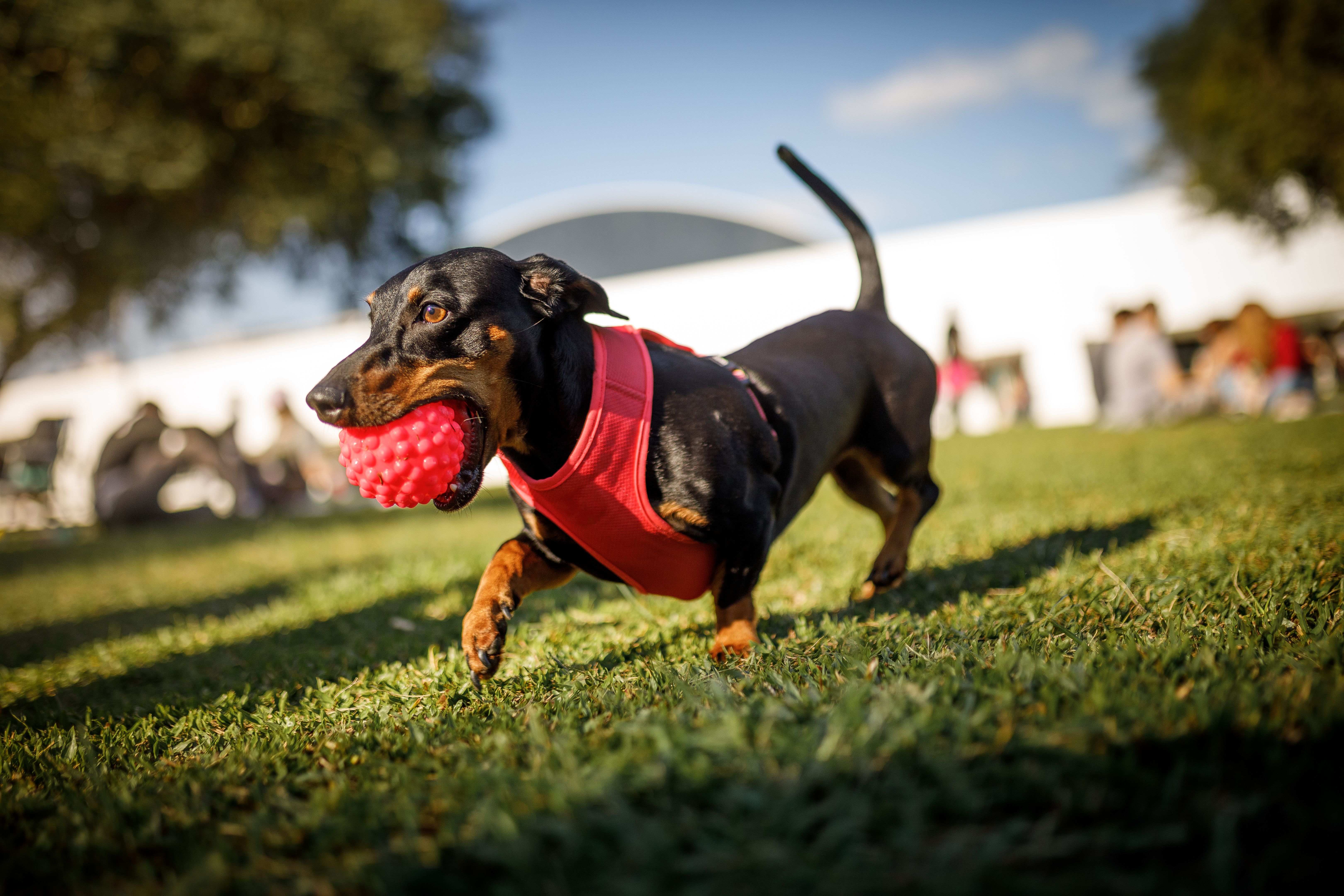 Dog running while holding a ball with it's mouth