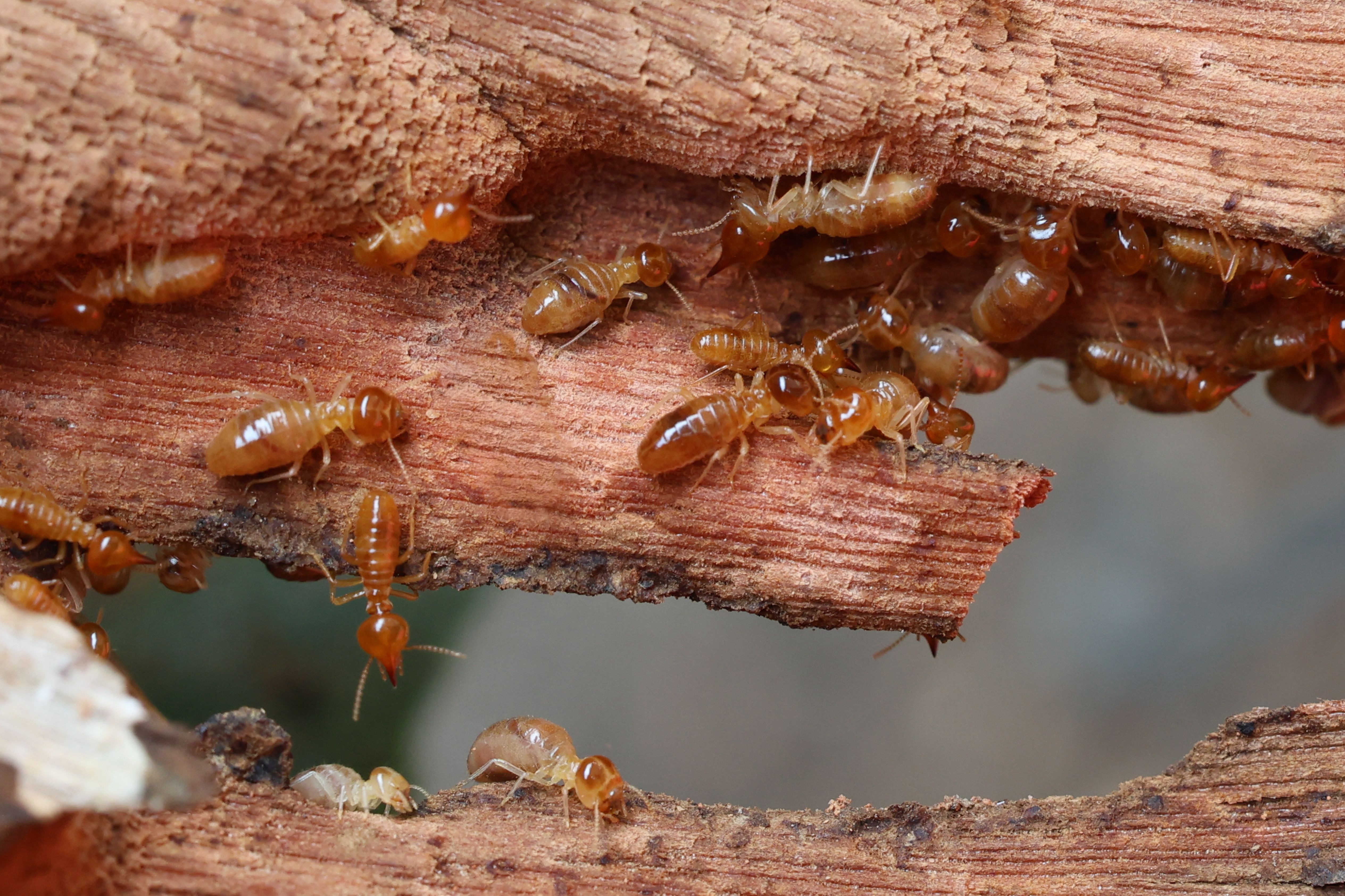 termite control