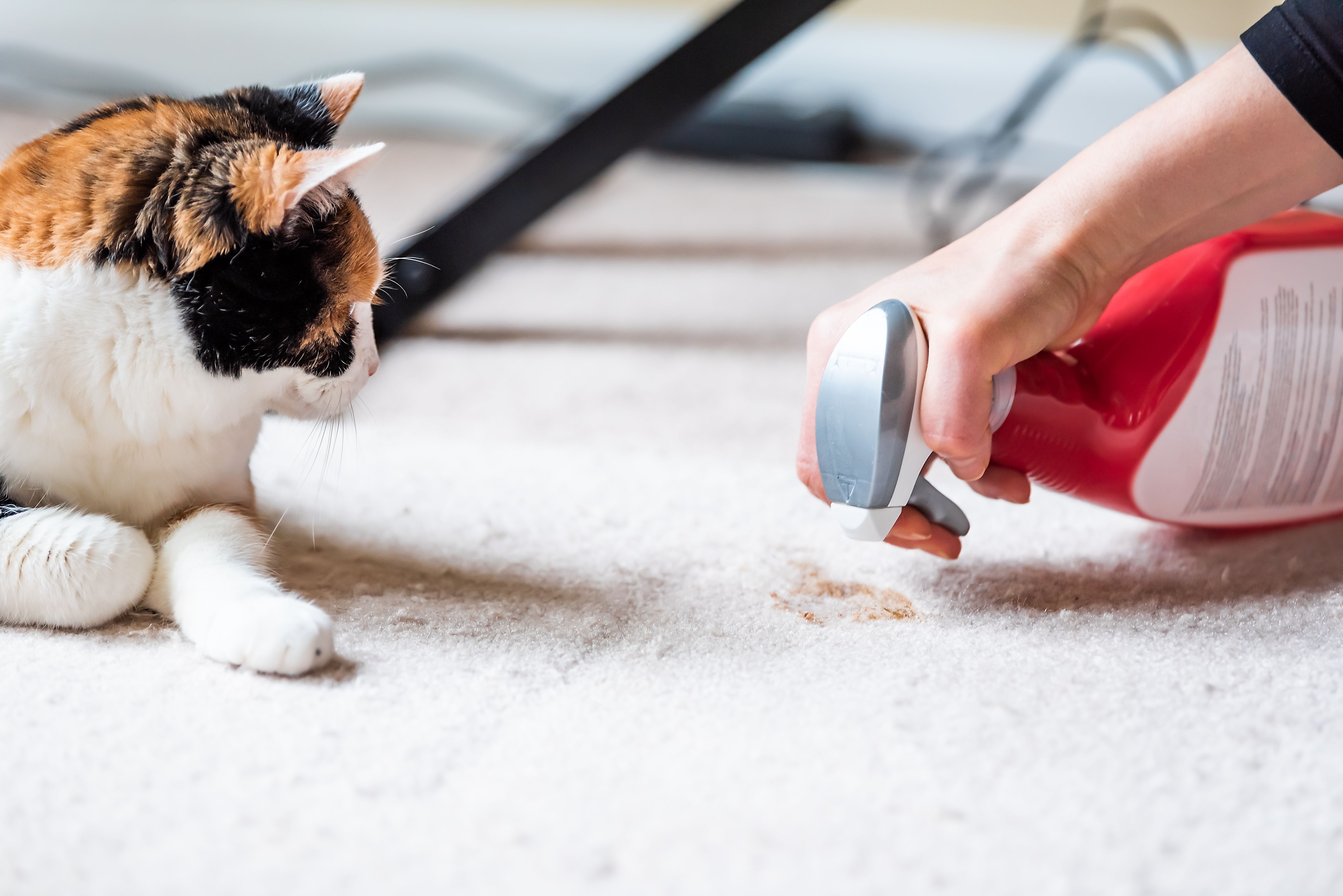 pet cleaning