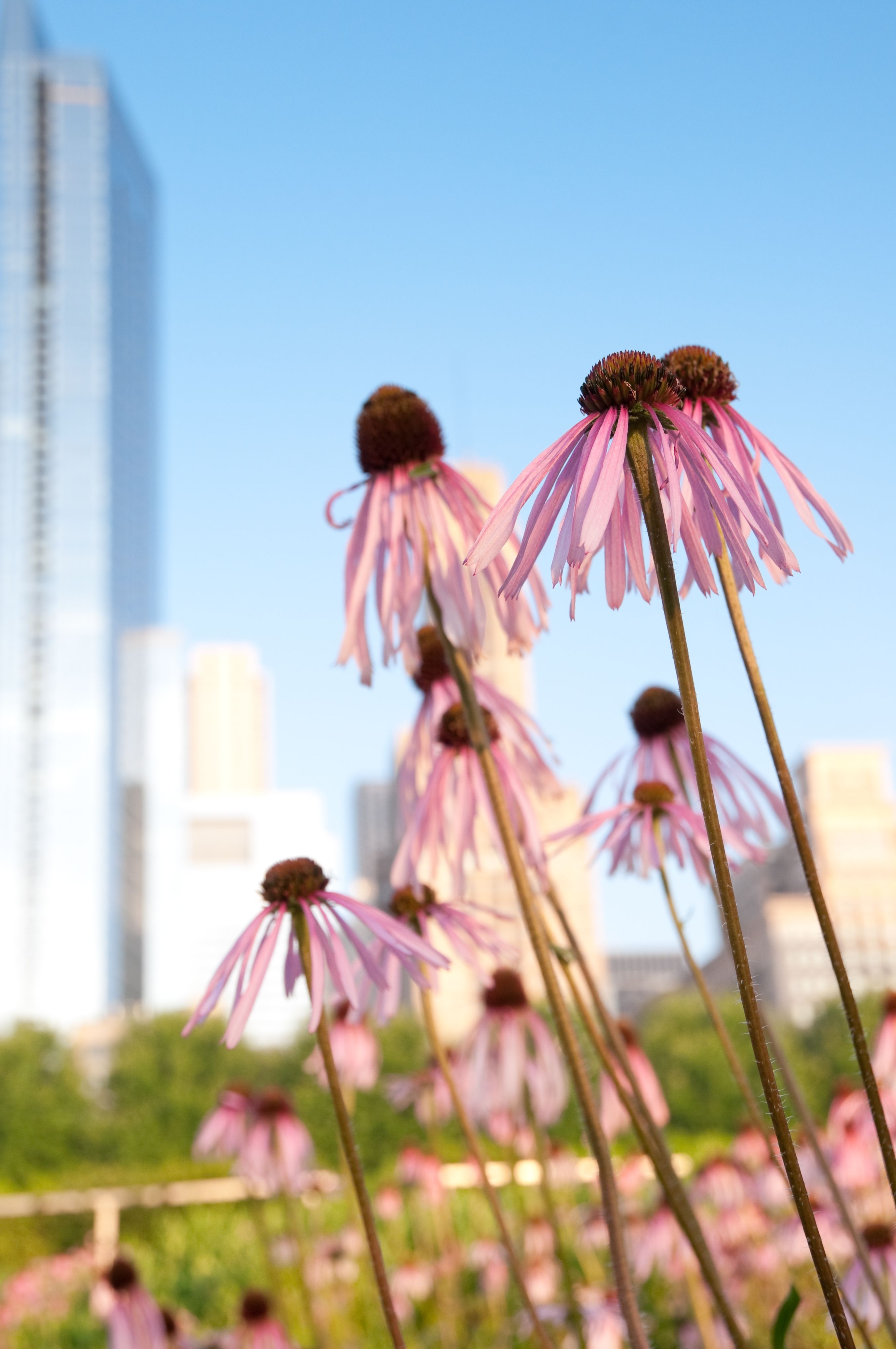 chicago native plants