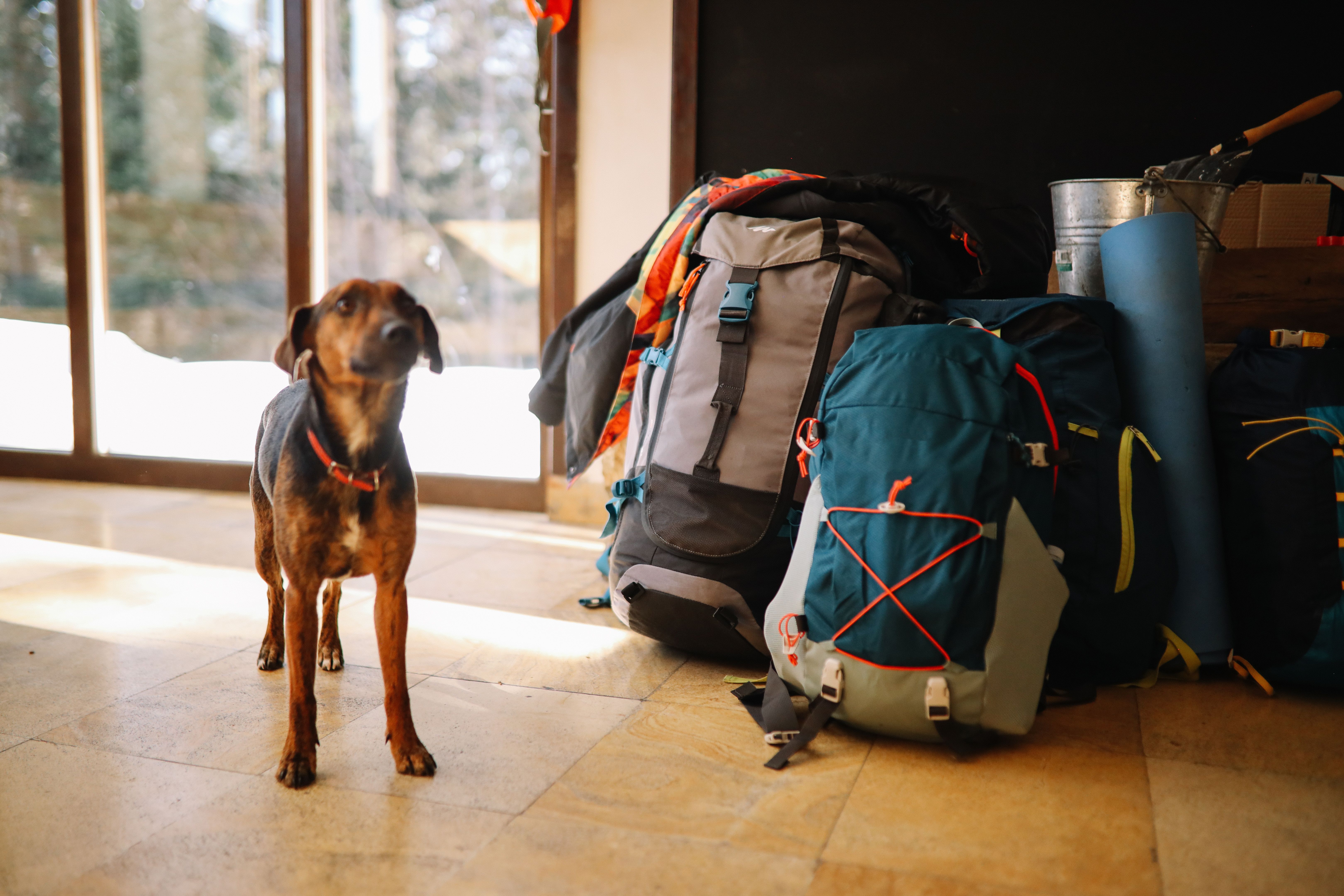 dog hiking gear