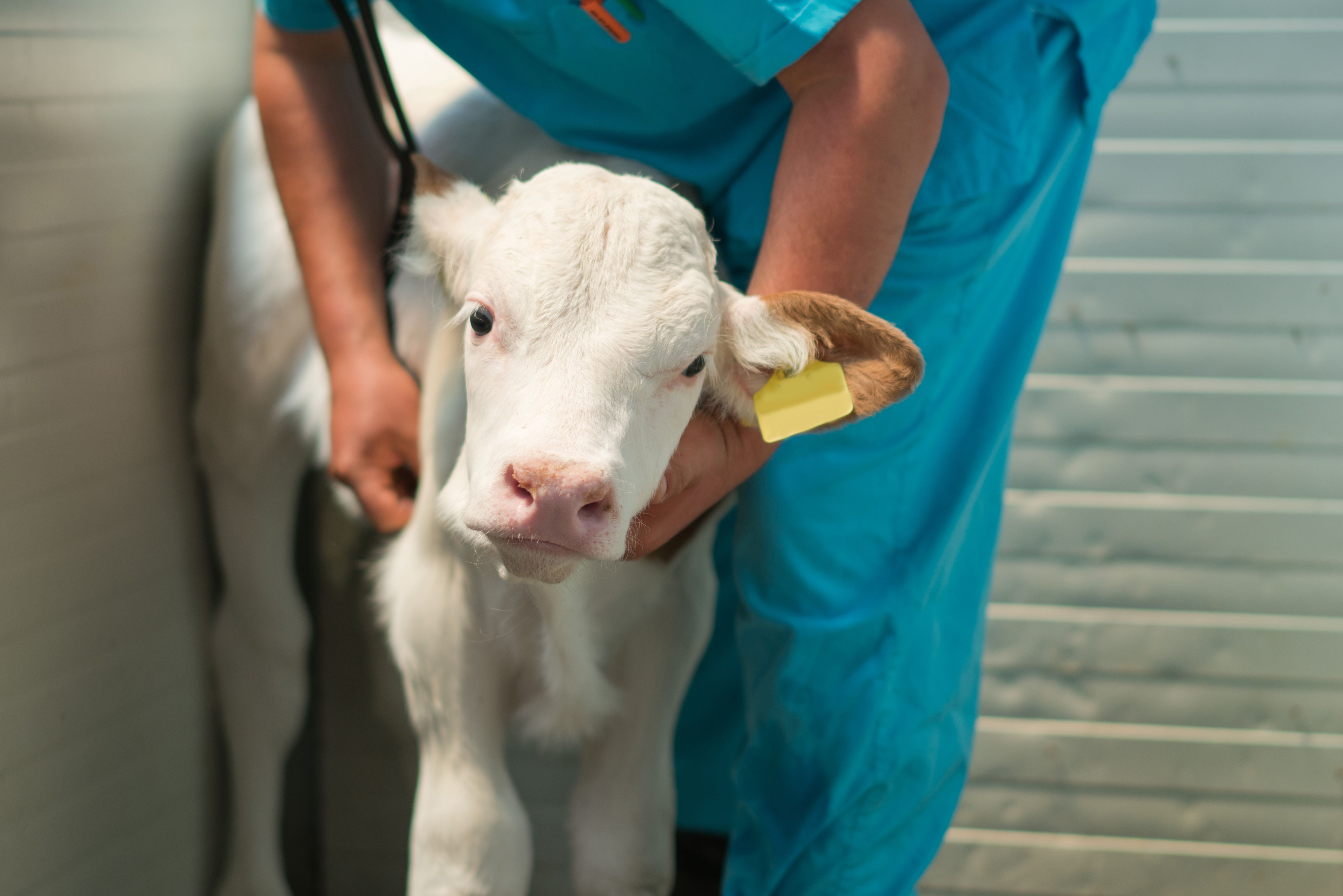 Happy veterinarian examining a calf