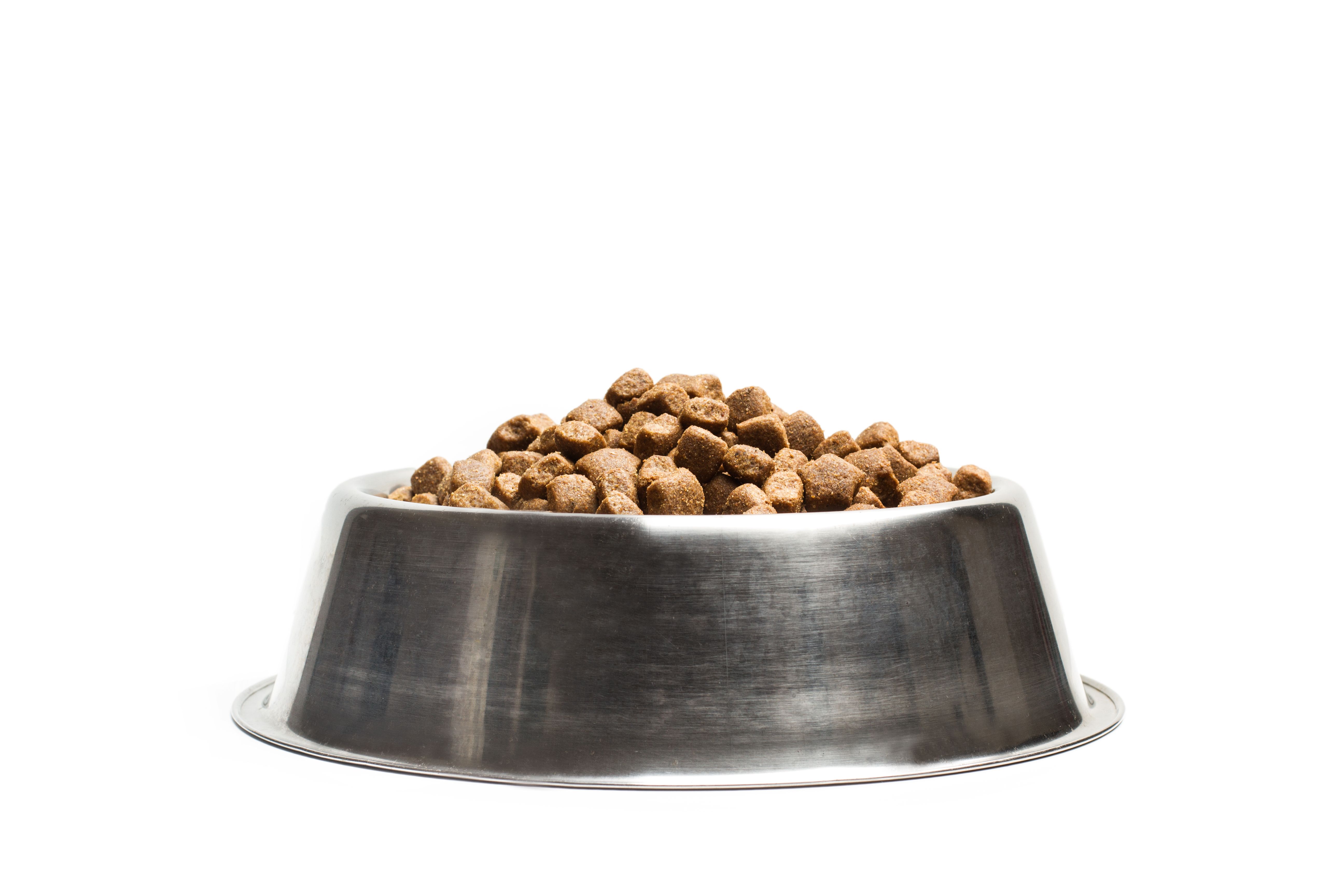 dog food bowl