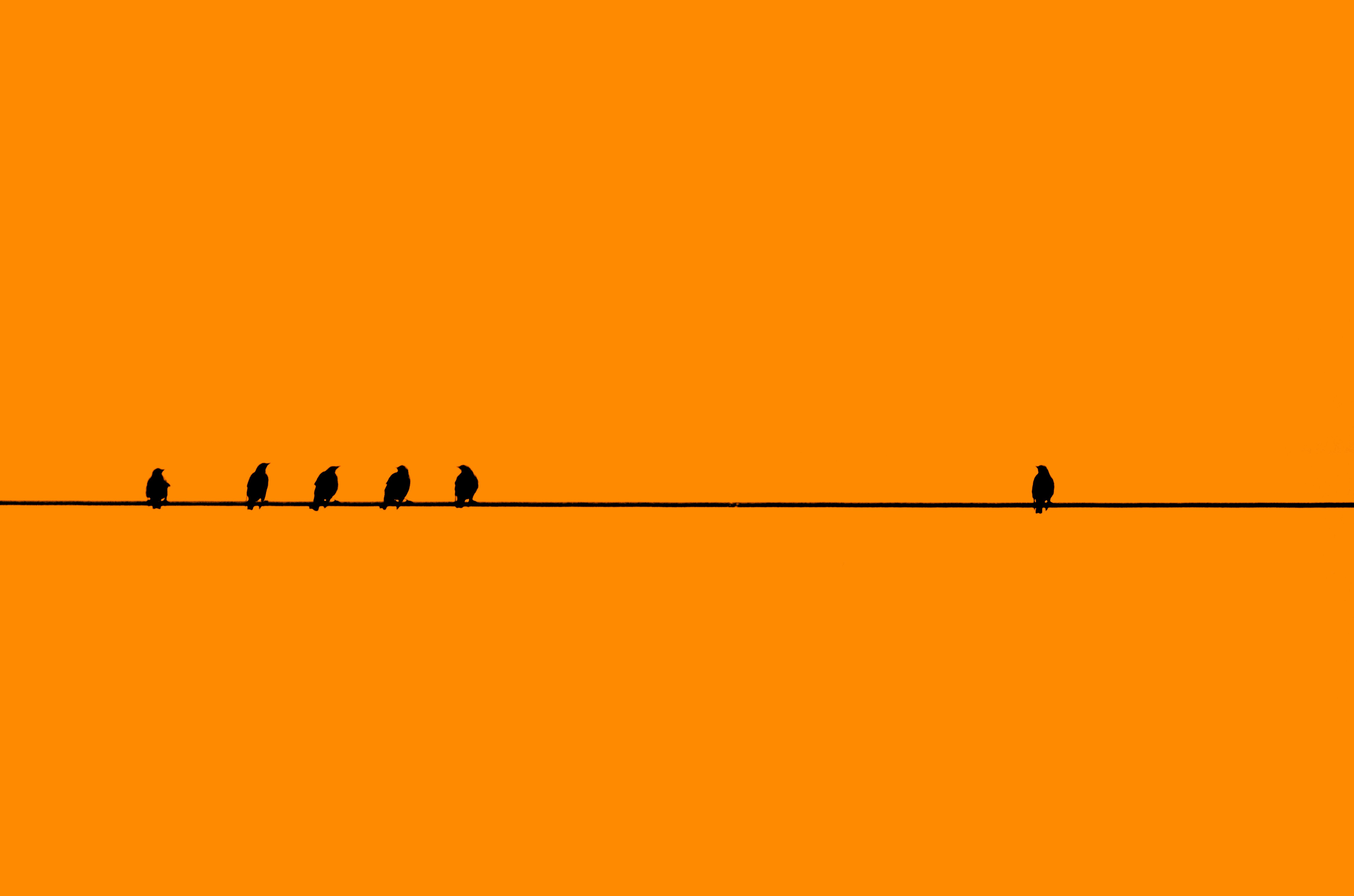 birds on wires