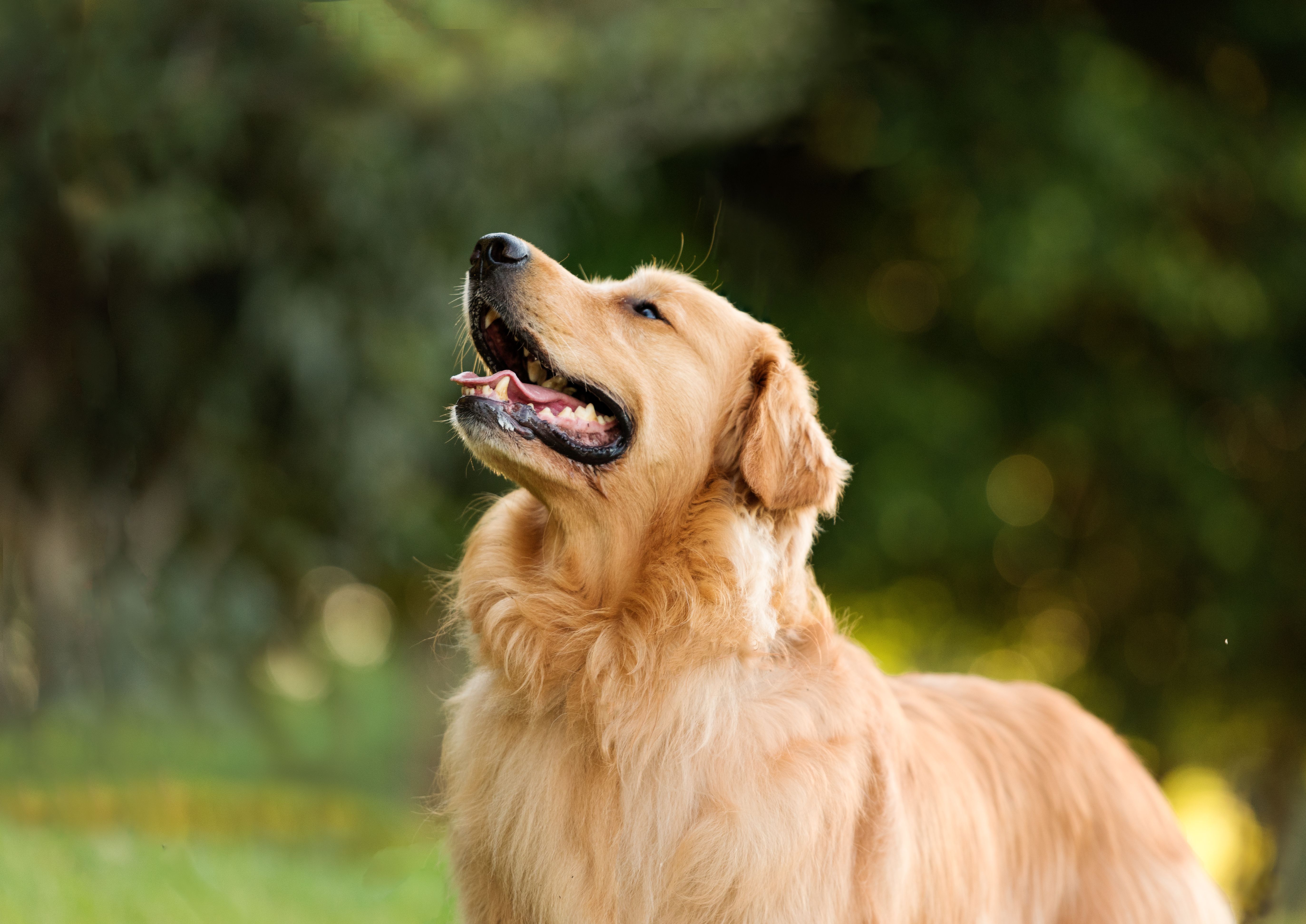 happy labrador
