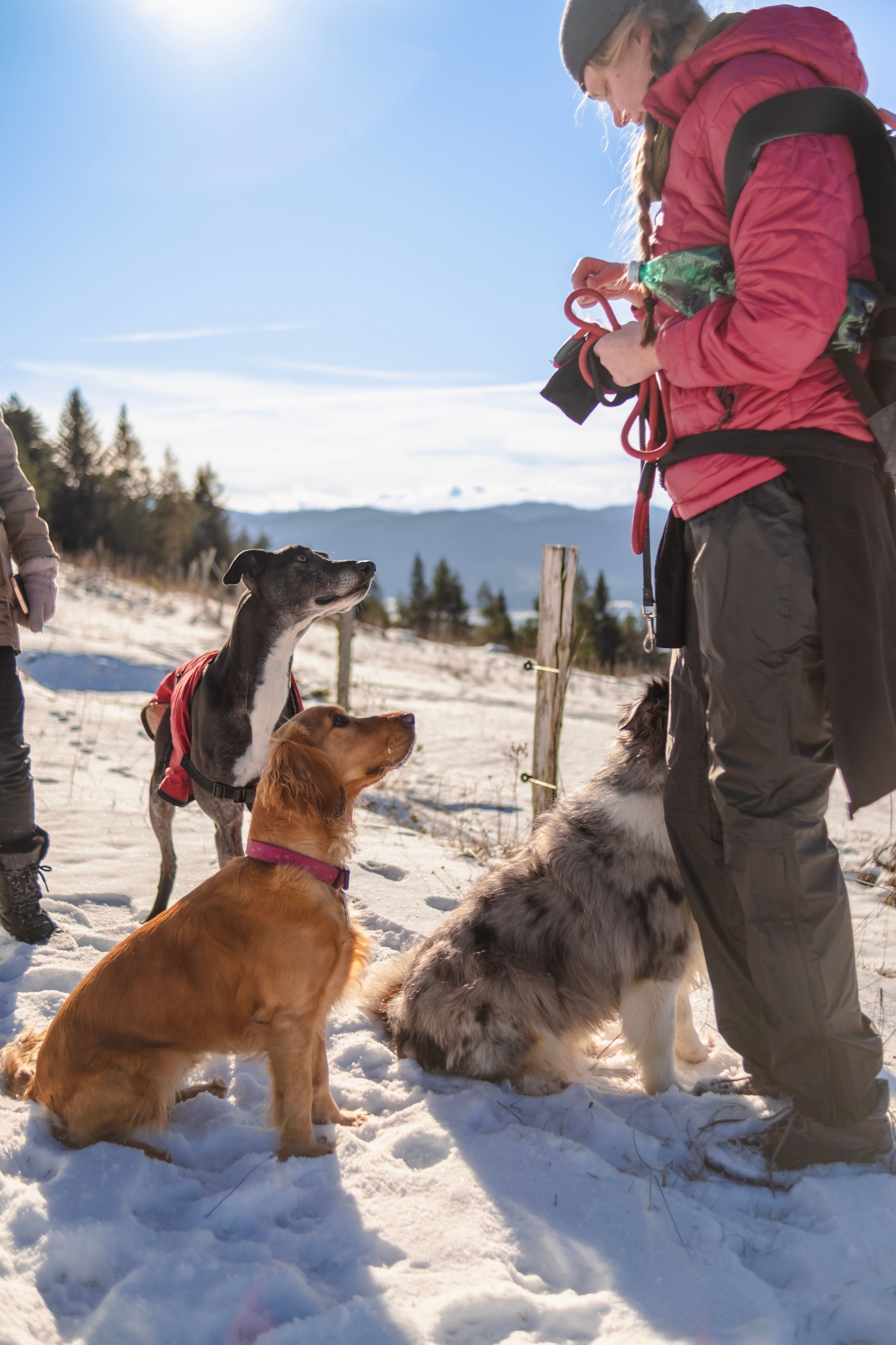 pet care instructions