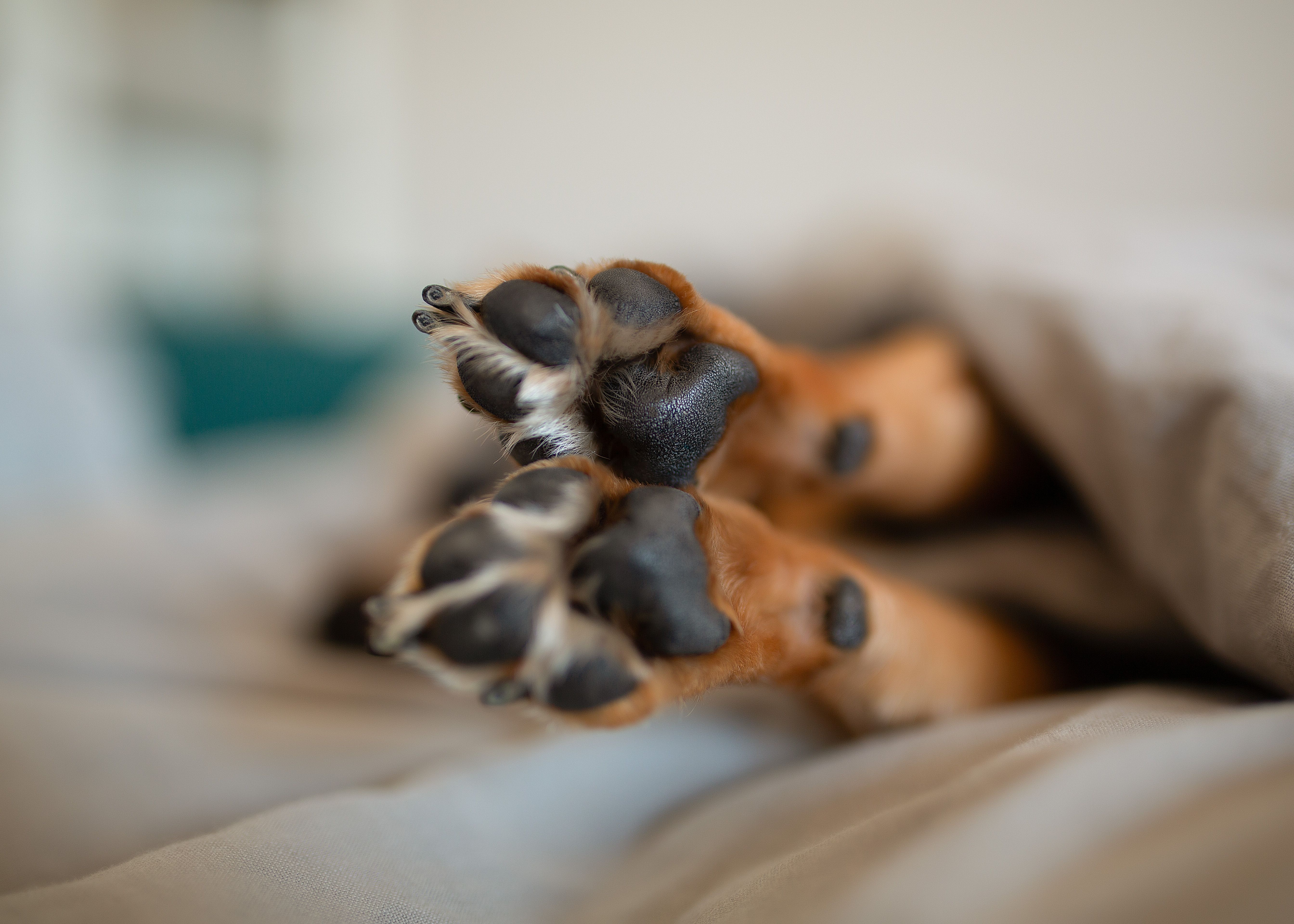 dog paw