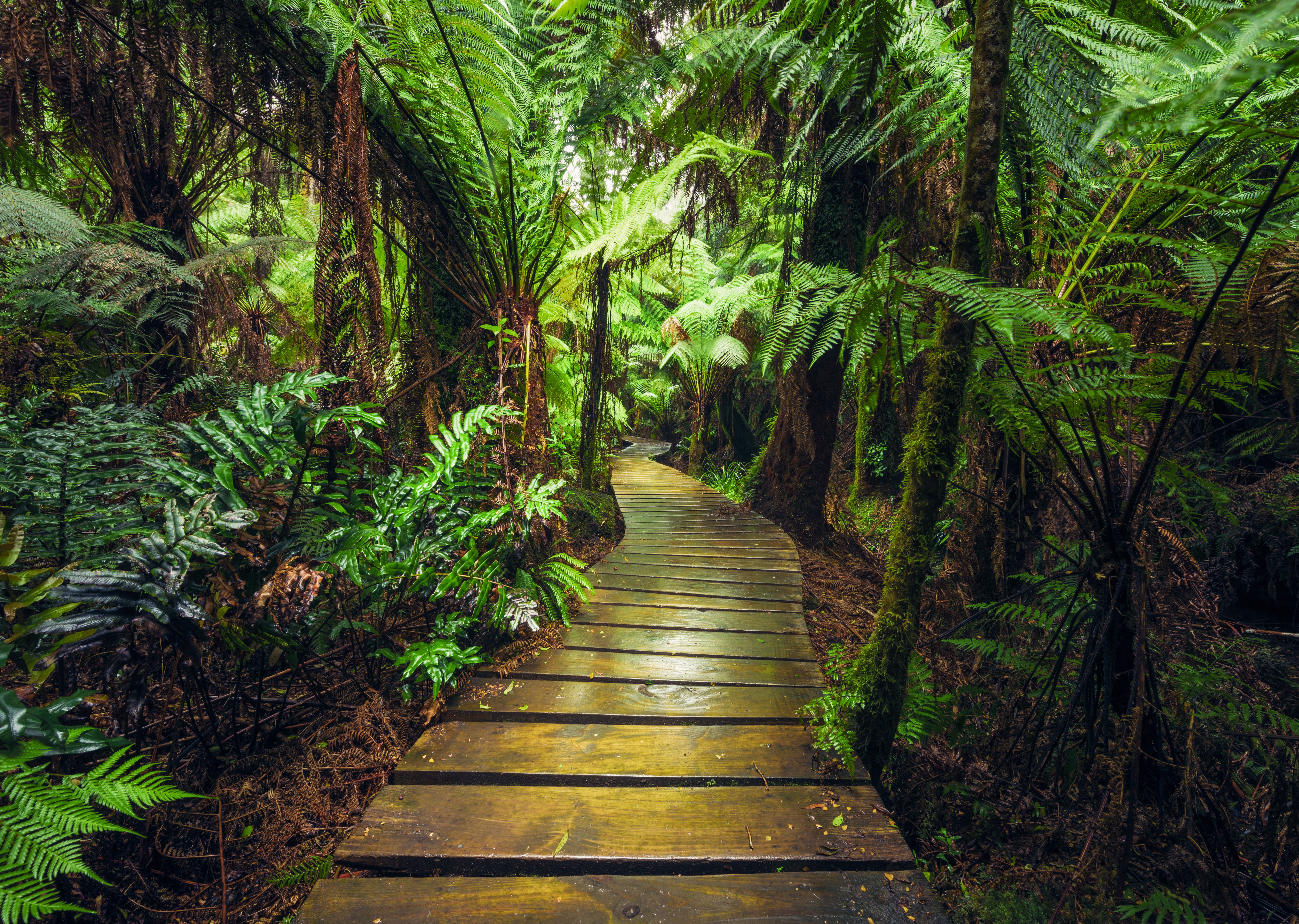 rainforest trail