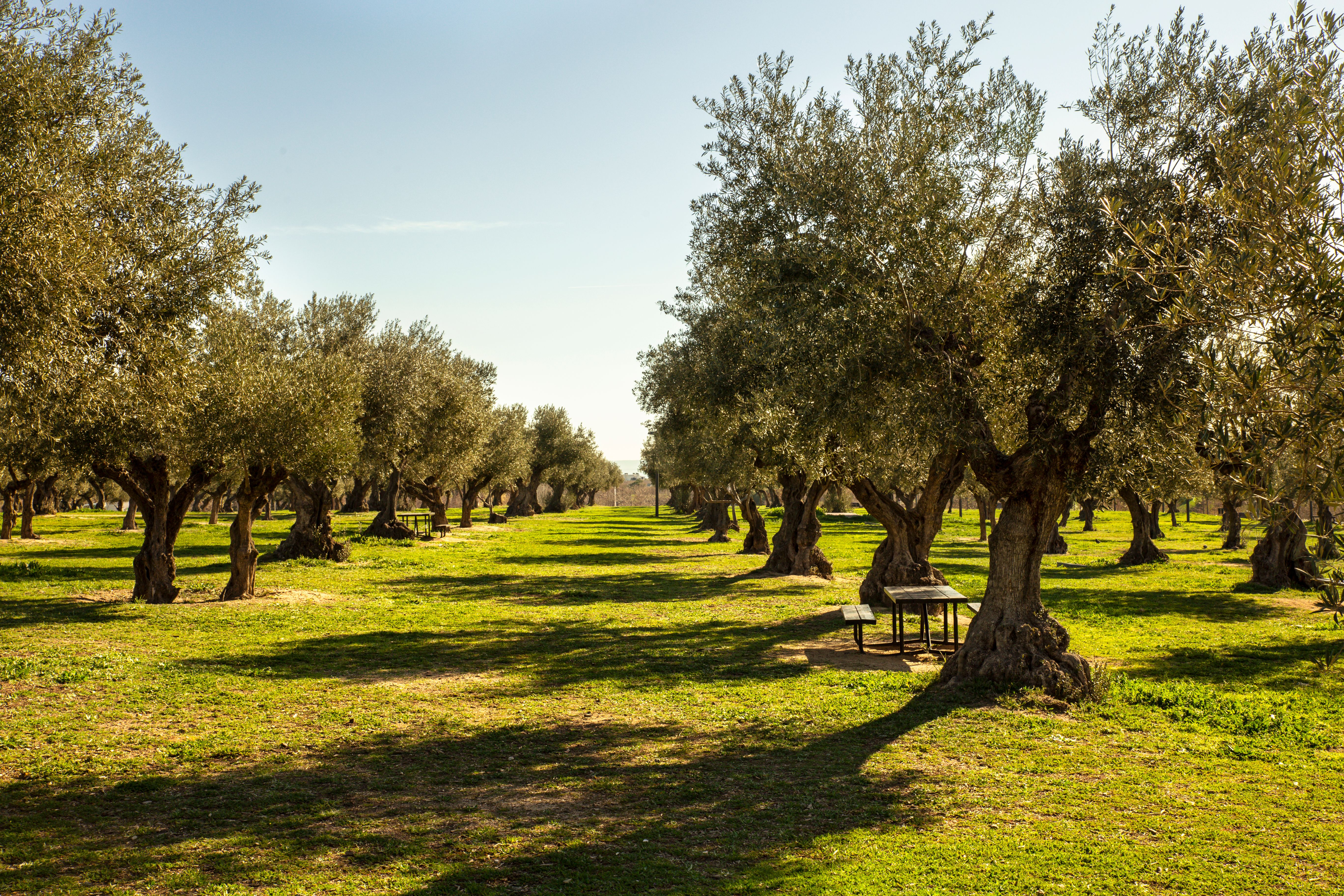 olive farm