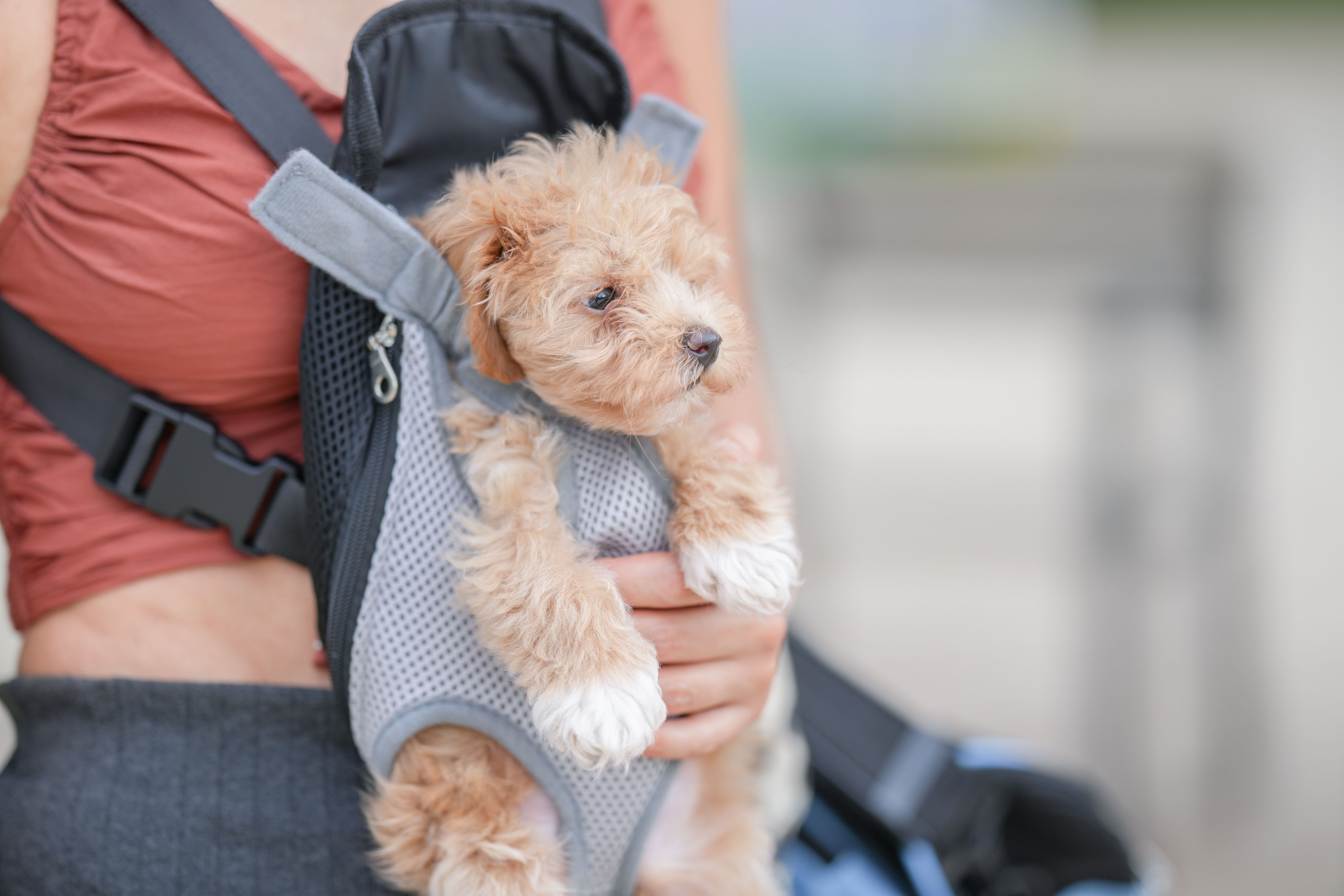 dog backpack essentials