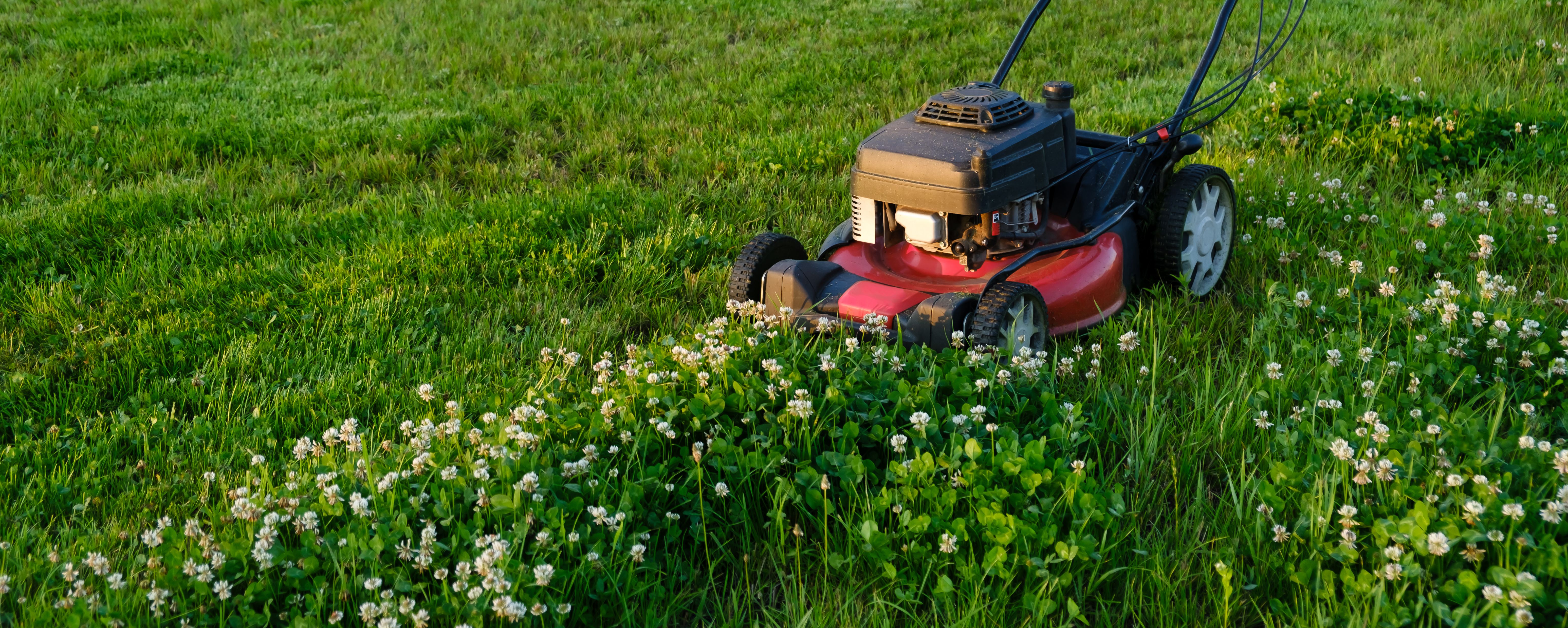 mowing clover