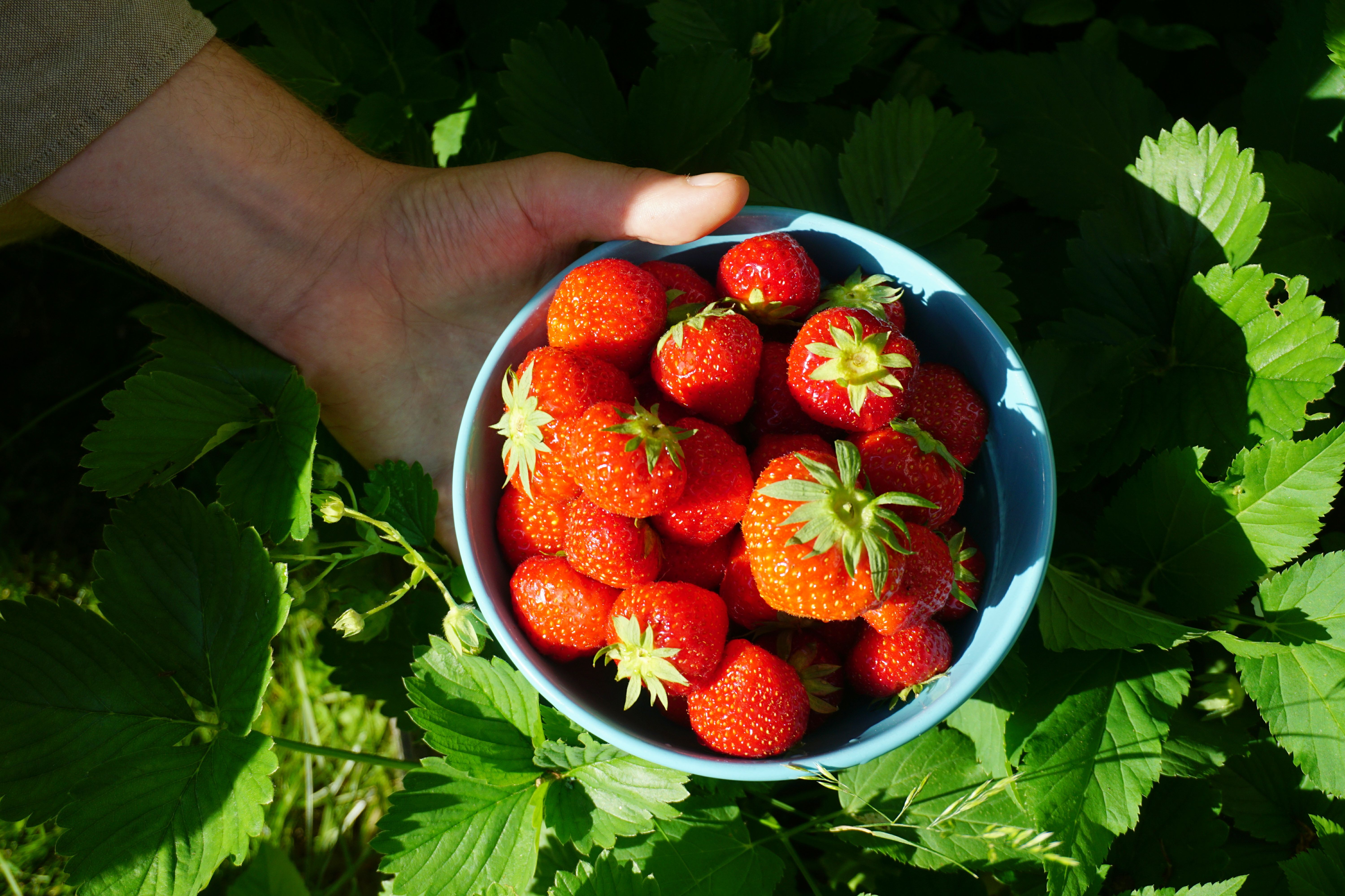 norwegian berries
