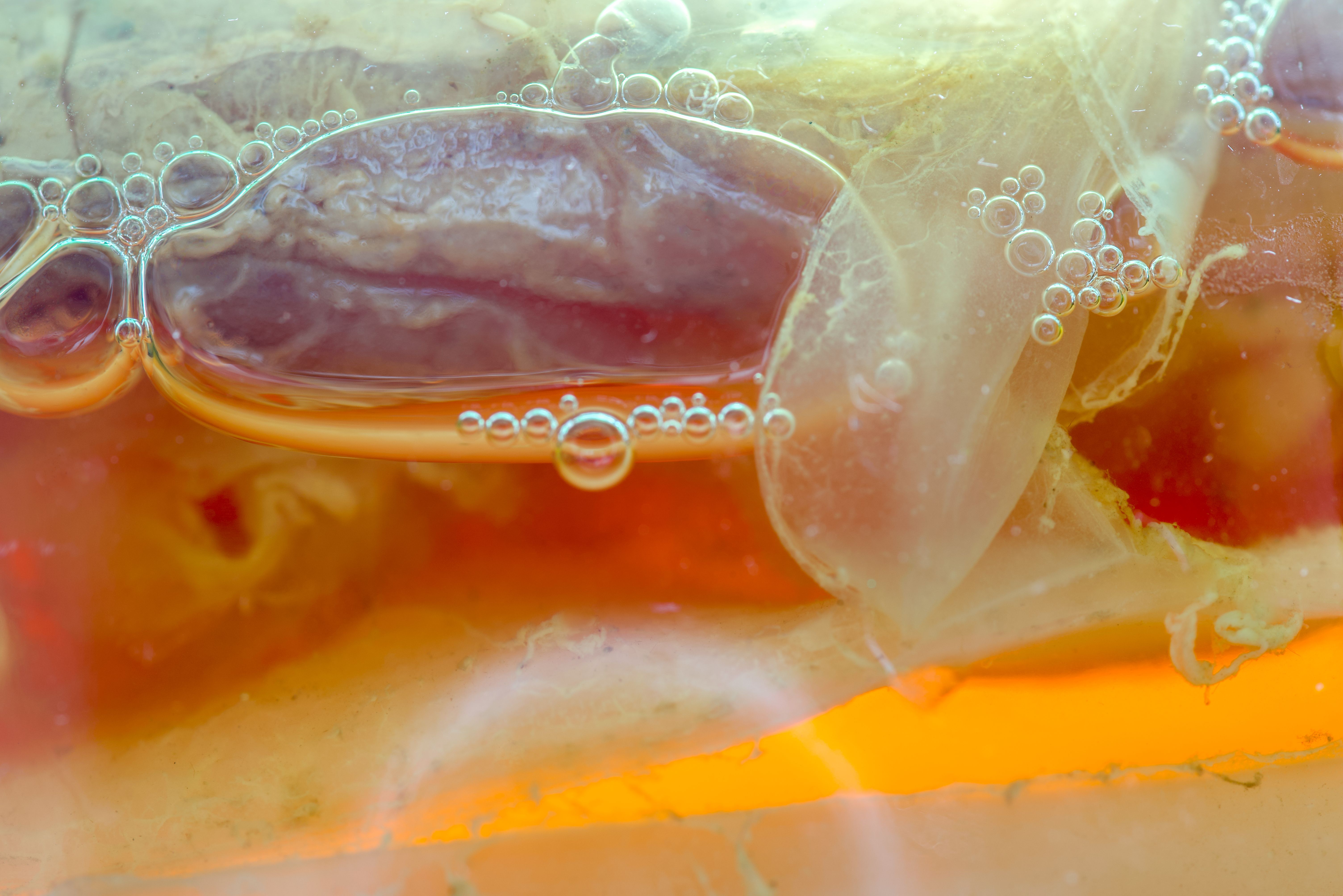 kombucha fermentation