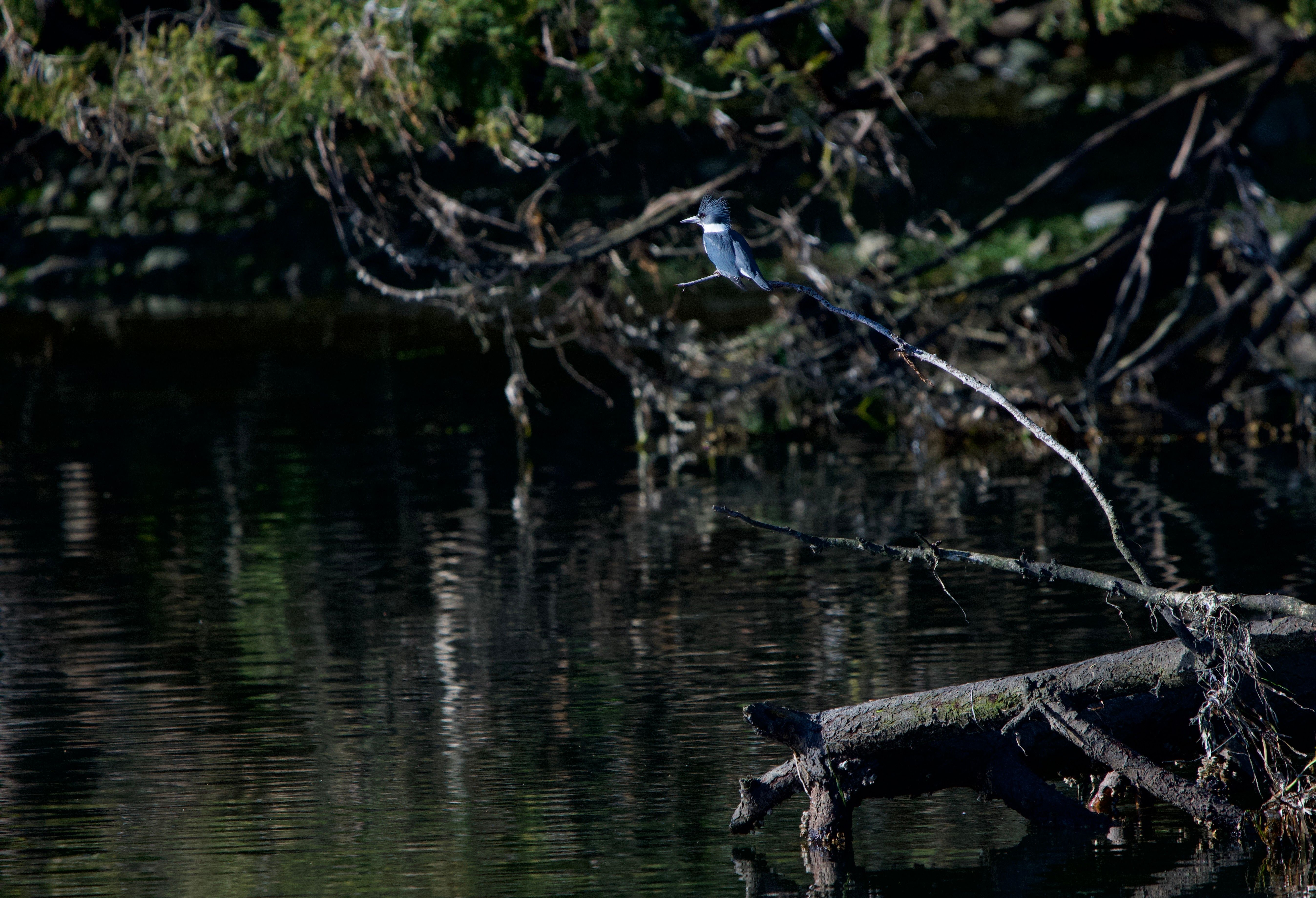 shallow water fishing