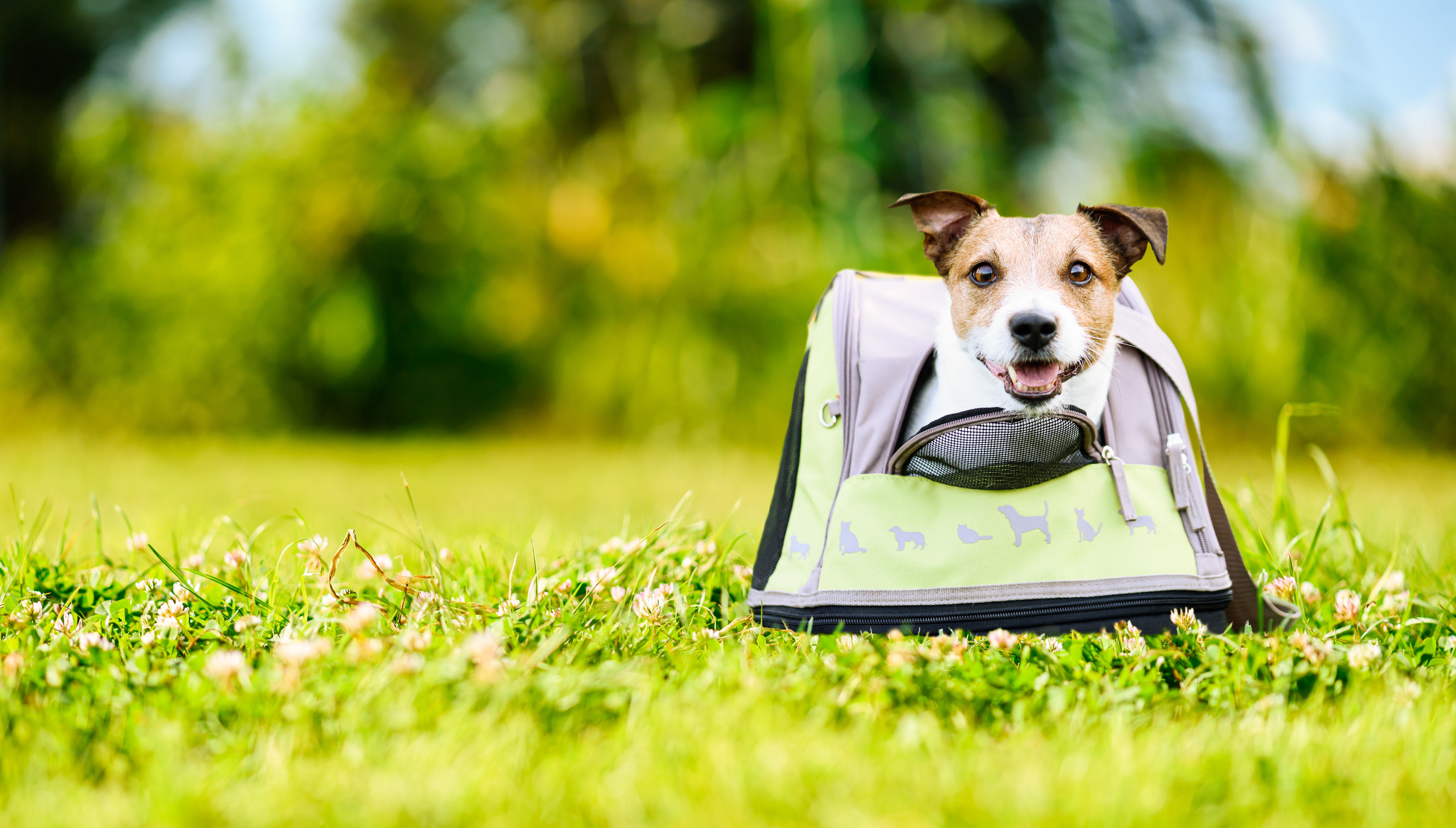 pet daycare