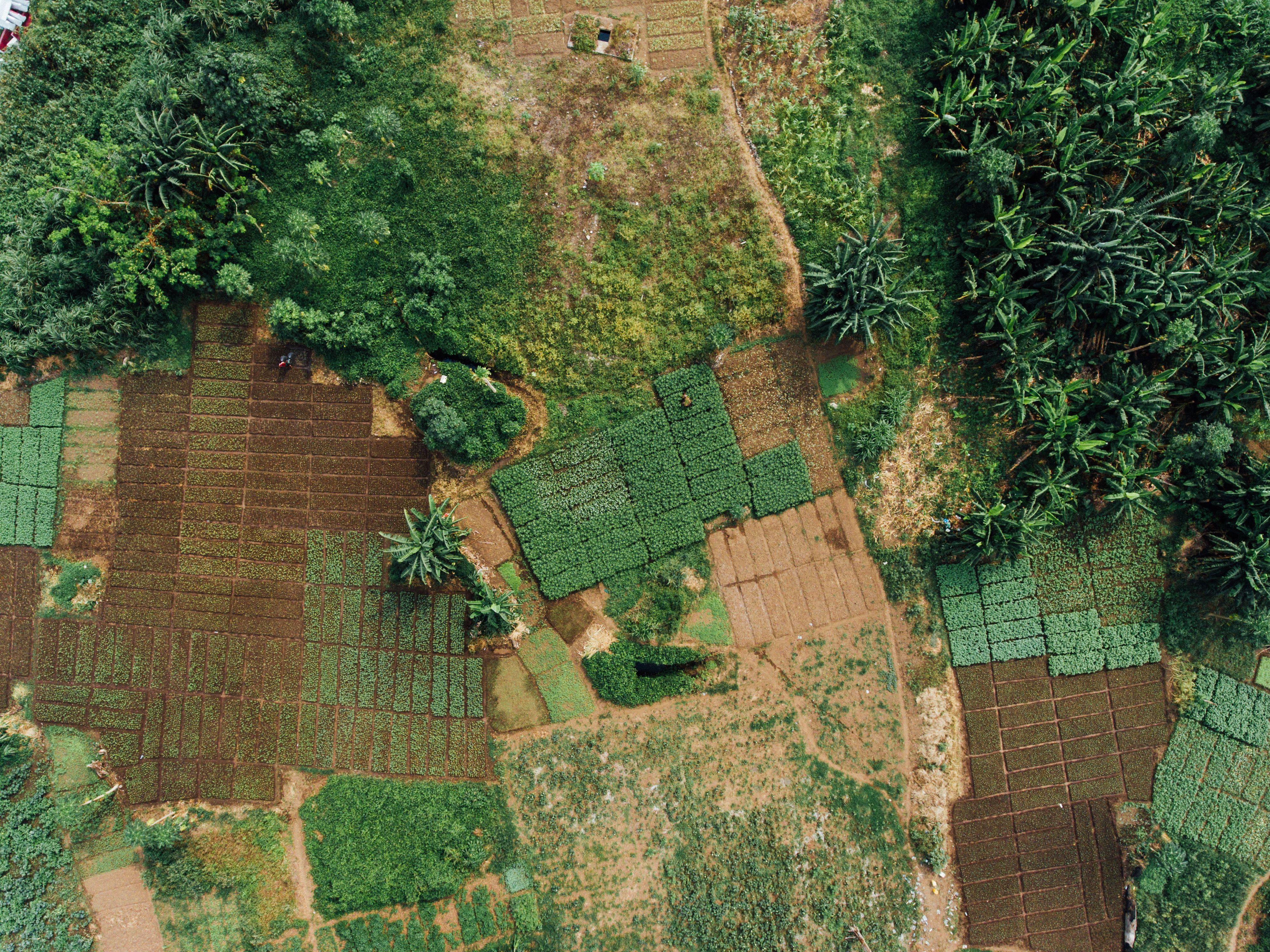 nigeria farming
