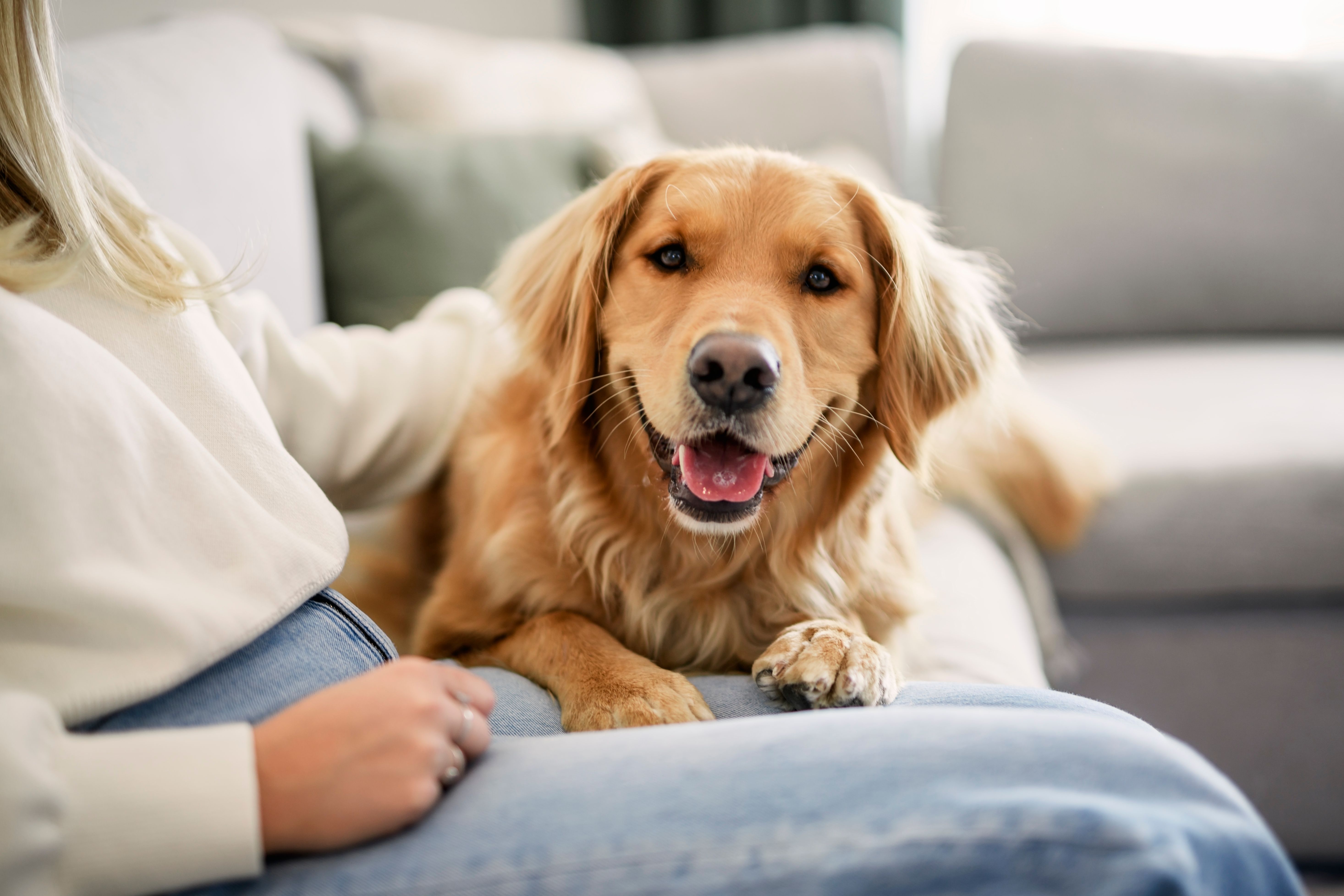 happy dog