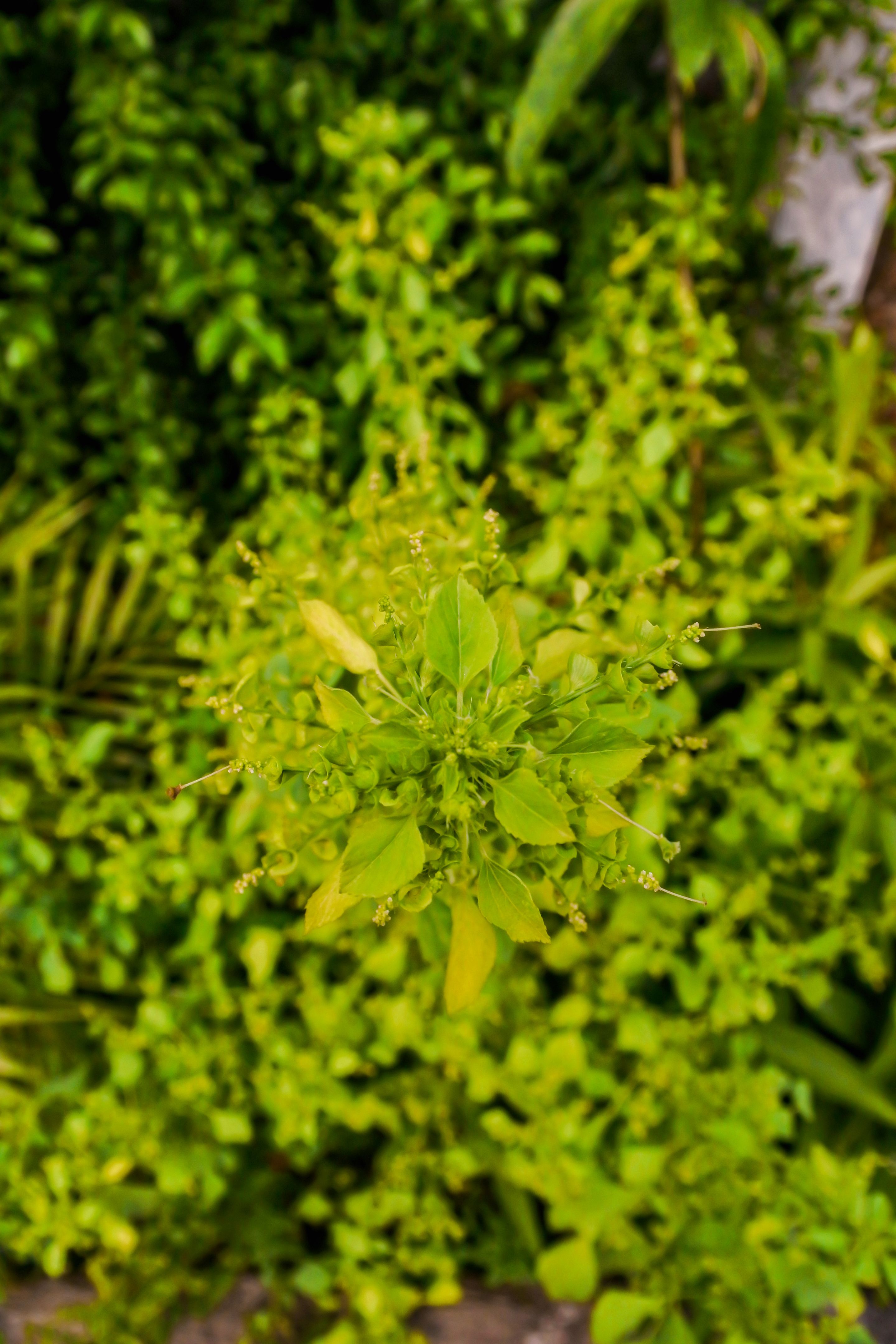 greenery-plant
