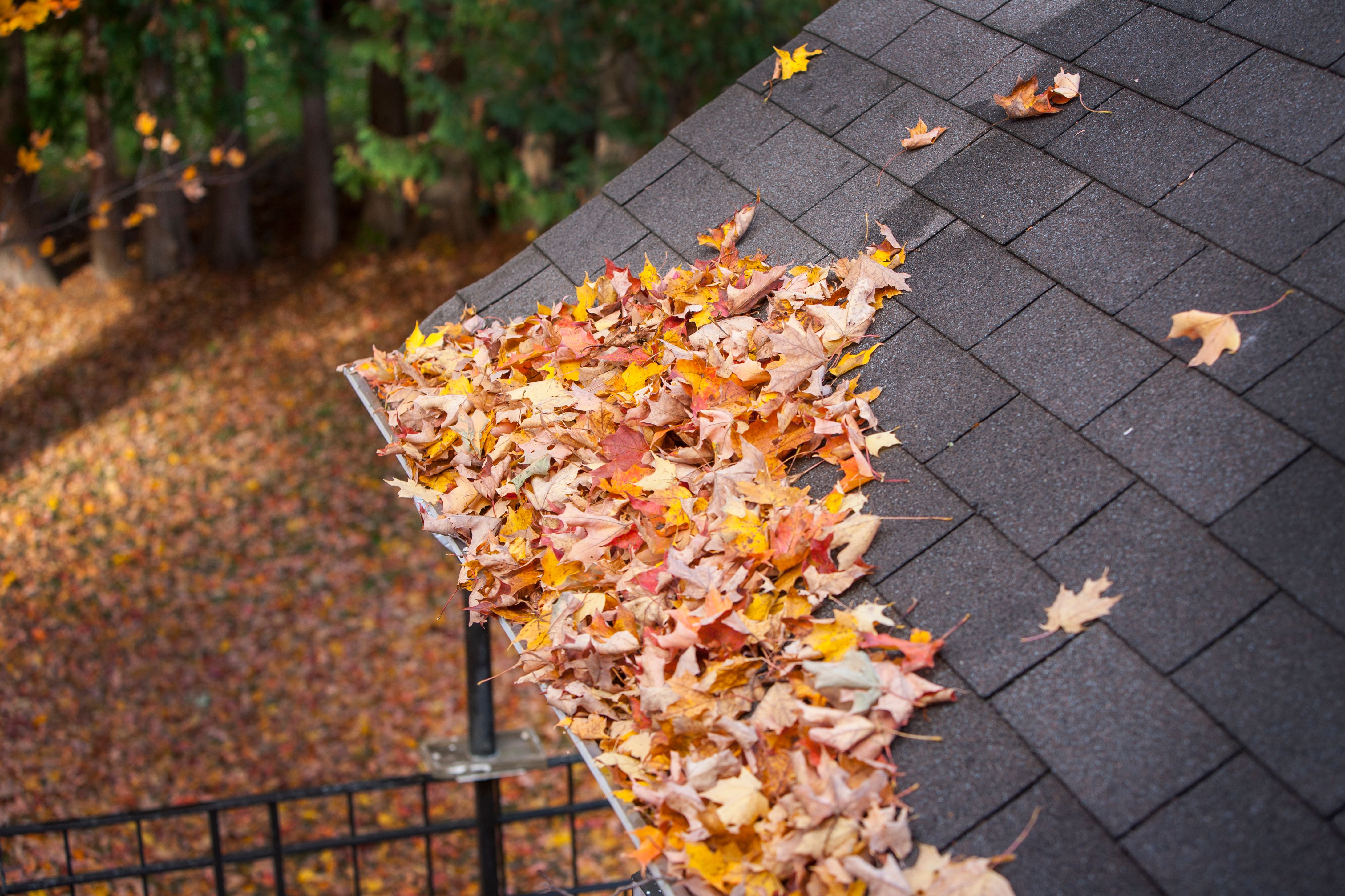 fall leaves gutter