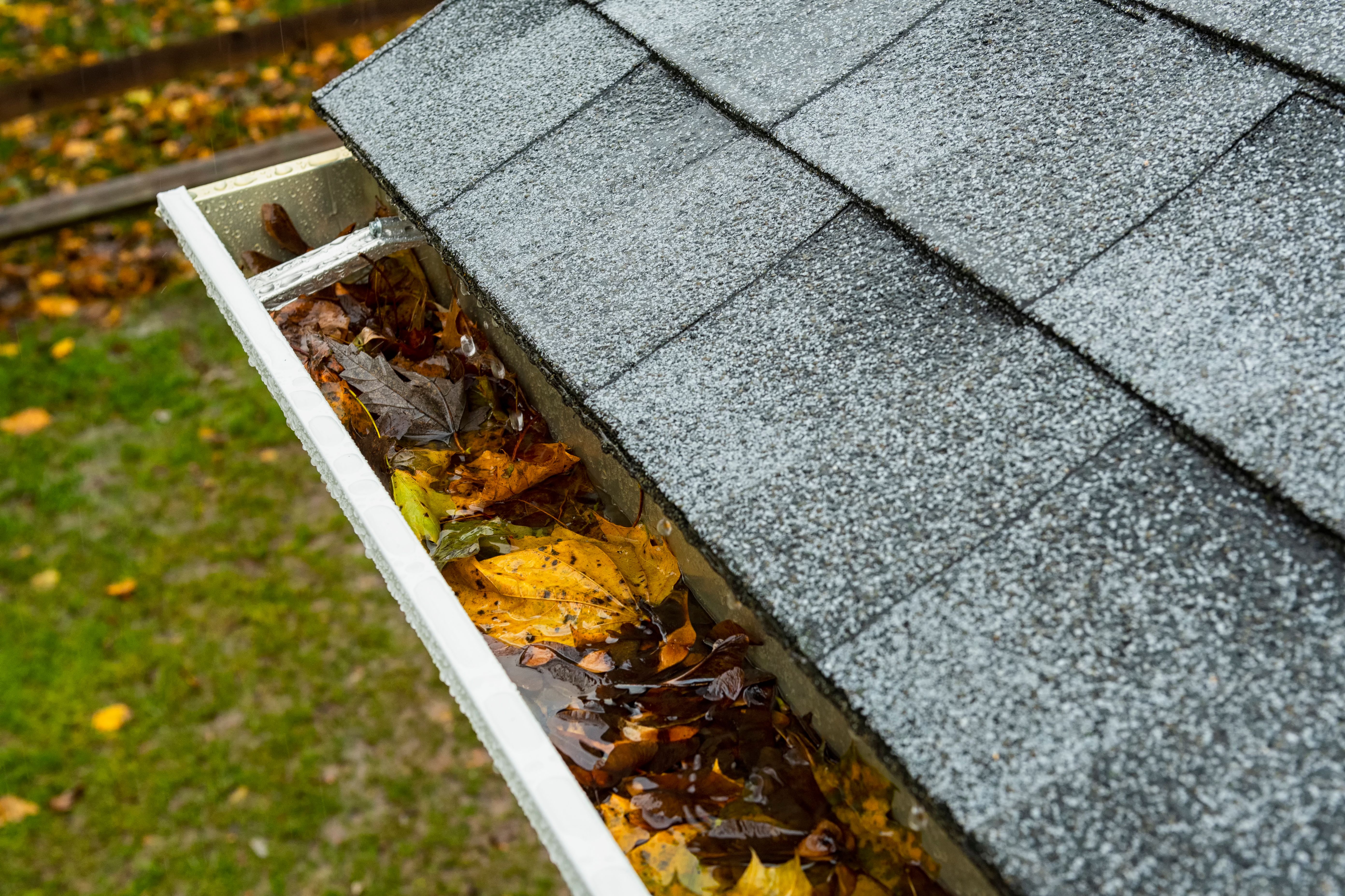 Rain running off roof shingles into gutter clogged with Autumn leaves on a residential home Rain running off roof shingles into gutter clogged with Autumn leaves on a residential home