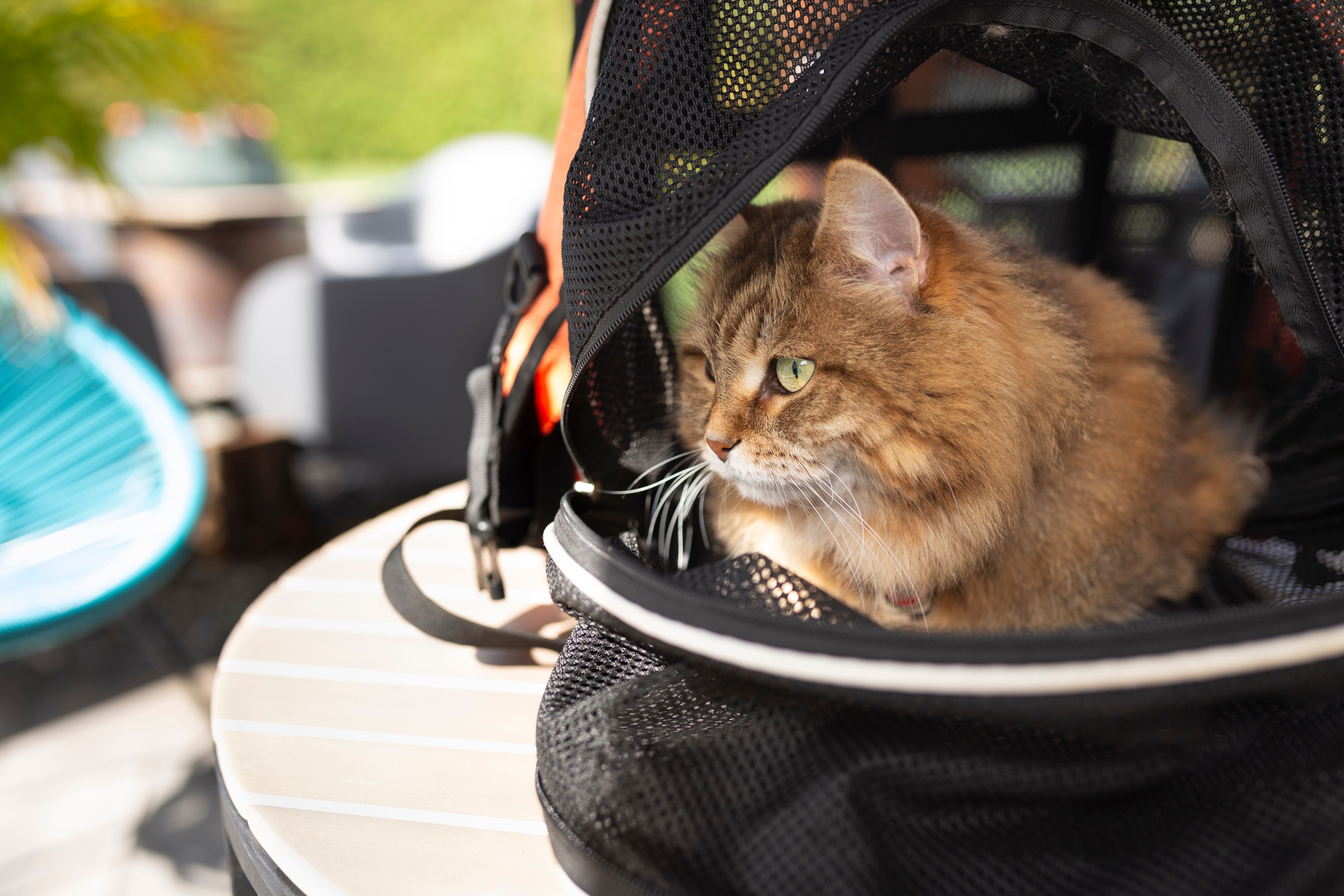 pet carrier