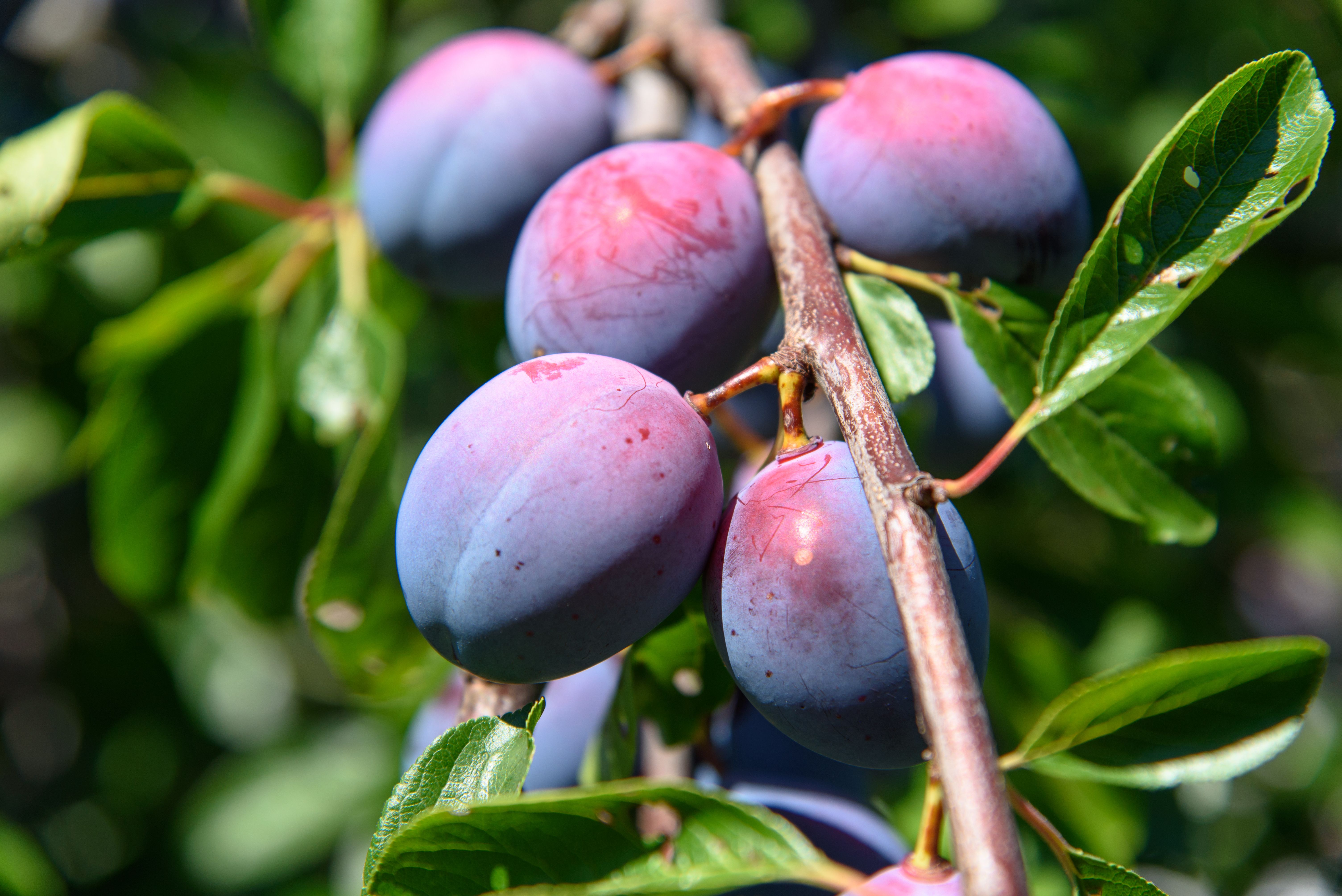 plum nutrition