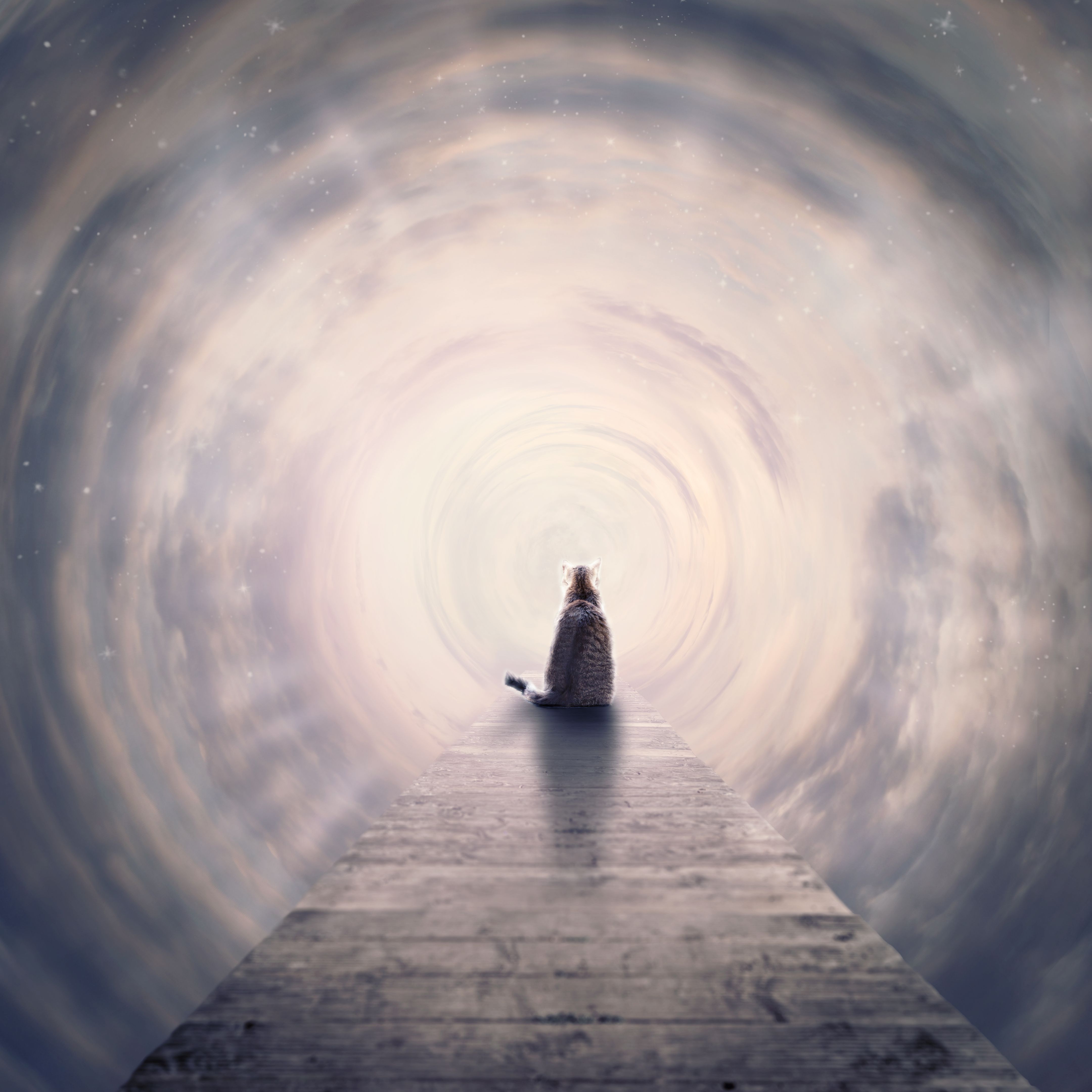 cat sits on end of footbridge in tunnel of clouds to the light cat sits on end of footbridge in tunnel of clouds to the light