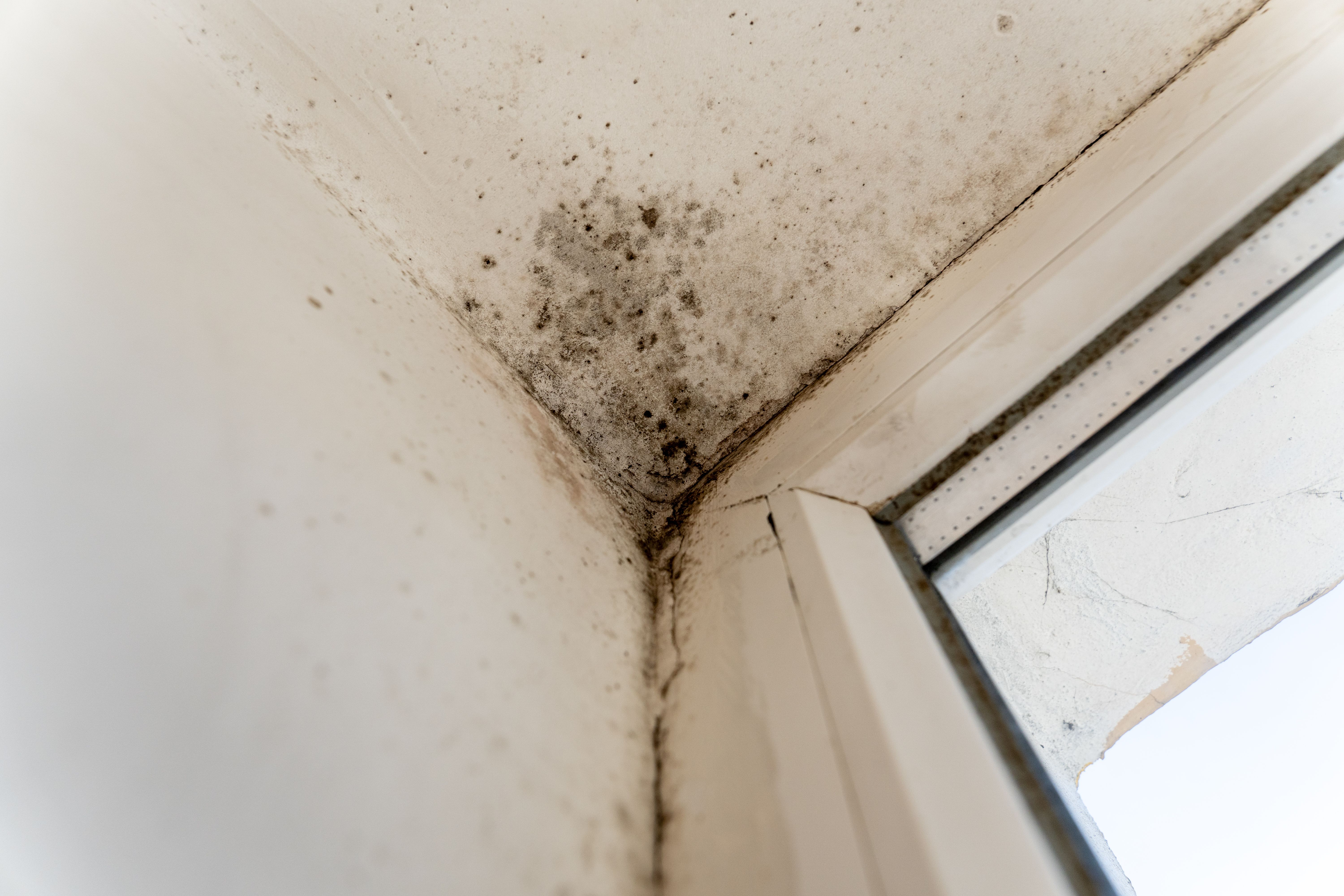 mold inspection
