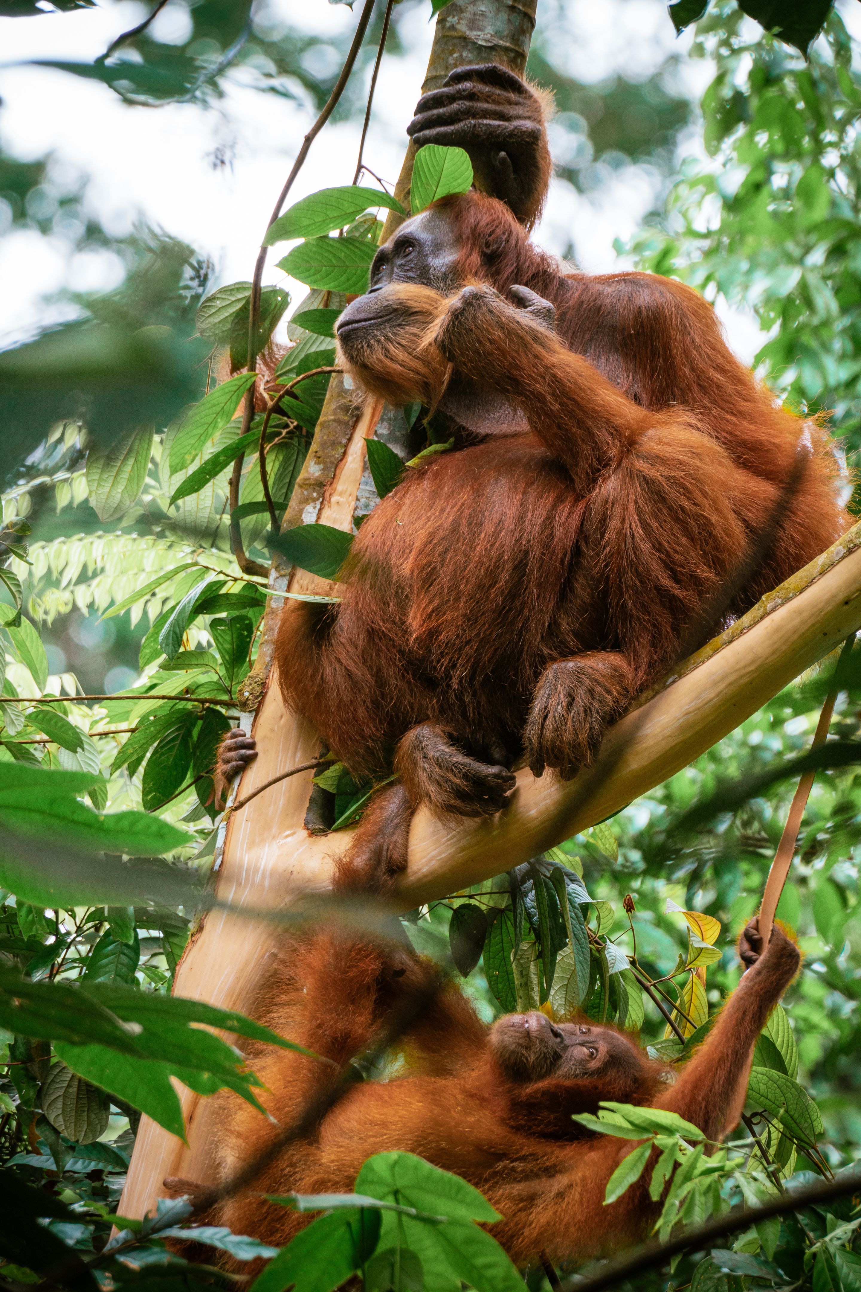 Mother orangutang in Borneo